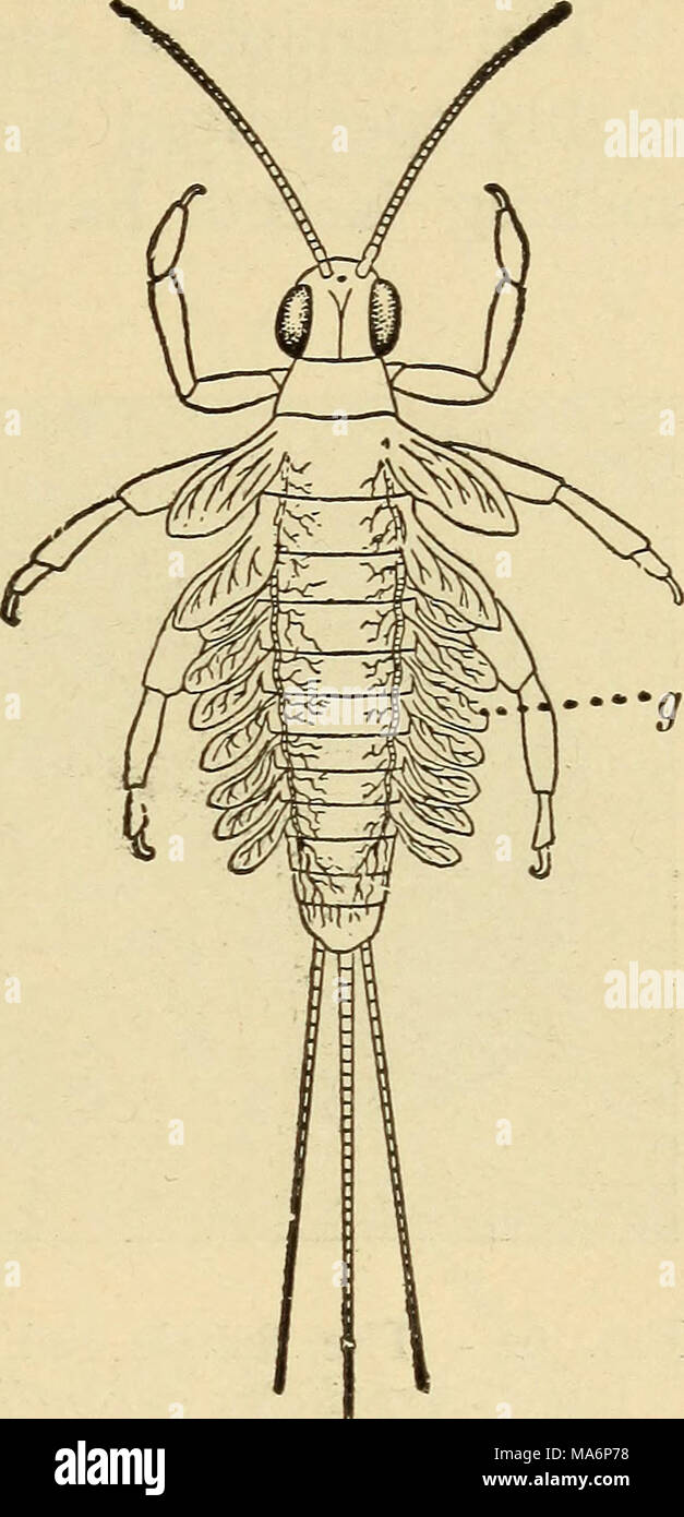 . Zoologie élémentaire Banque D'Images