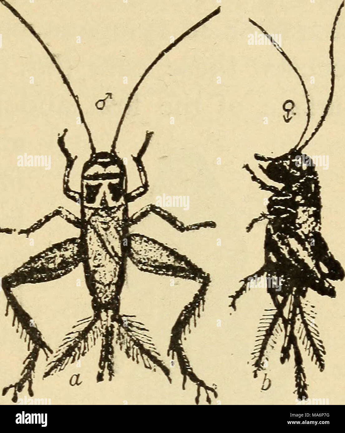 . Zoologie élémentaire Banque D'Images