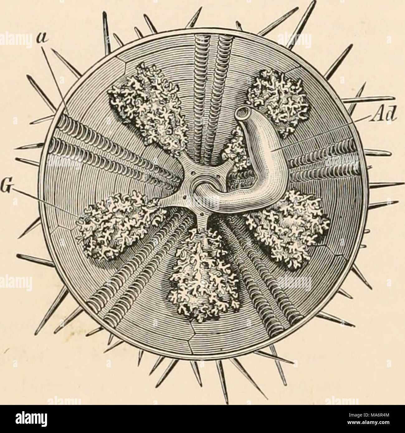 . Texte-livre élémentaire de zoologie Banque D'Images
