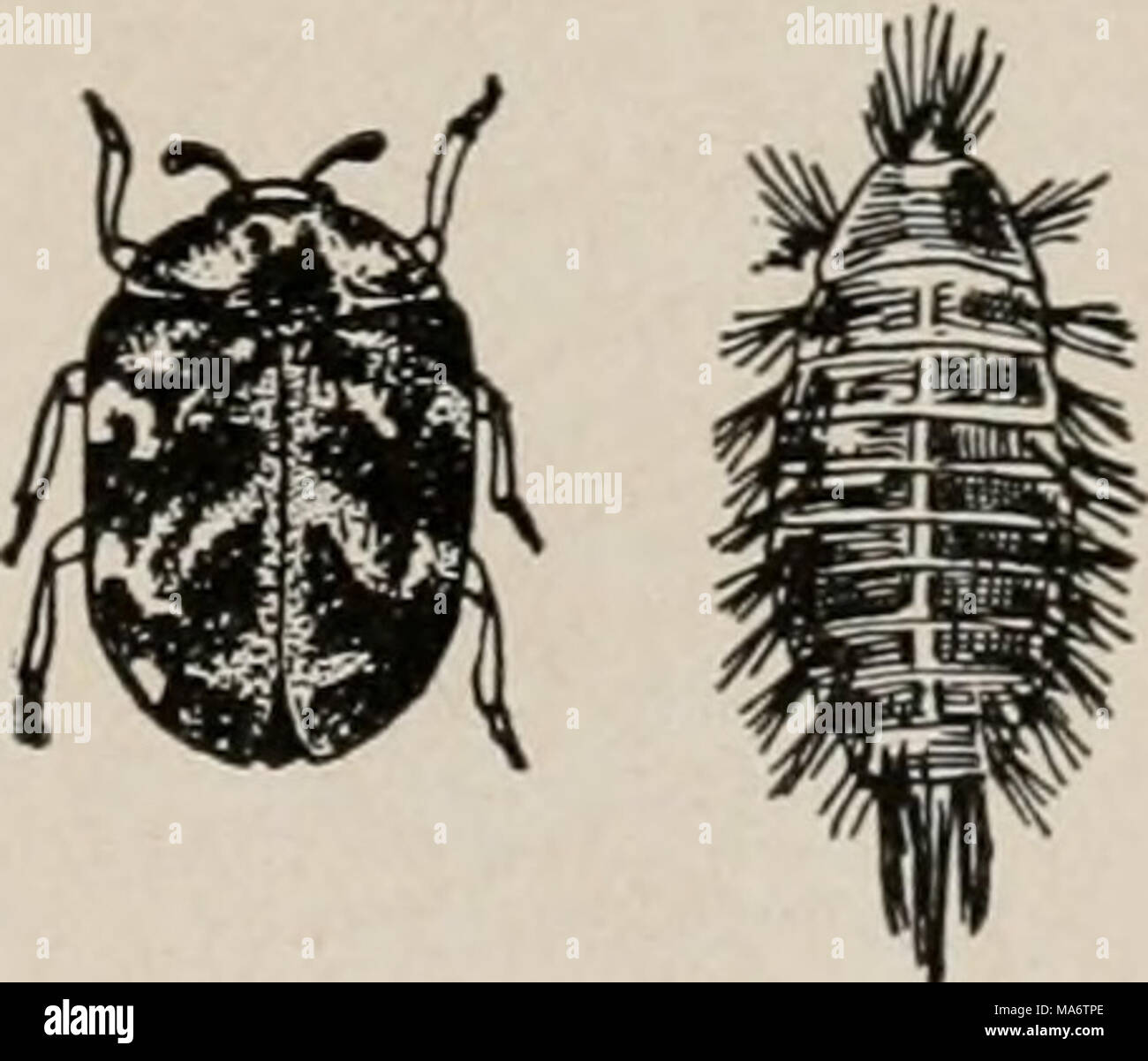 . Manuel élémentaire de zoologie et d'entomologie économique Banque D'Images