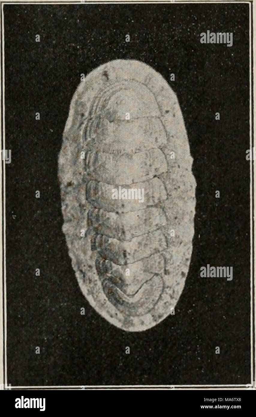 . Manuel élémentaire de zoologie et d'entomologie économique Banque D'Images