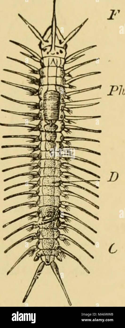 . Texte-livre élémentaire de la zoologie, de la partie générale et partie spéciale : les protozoaires à insecta Banque D'Images