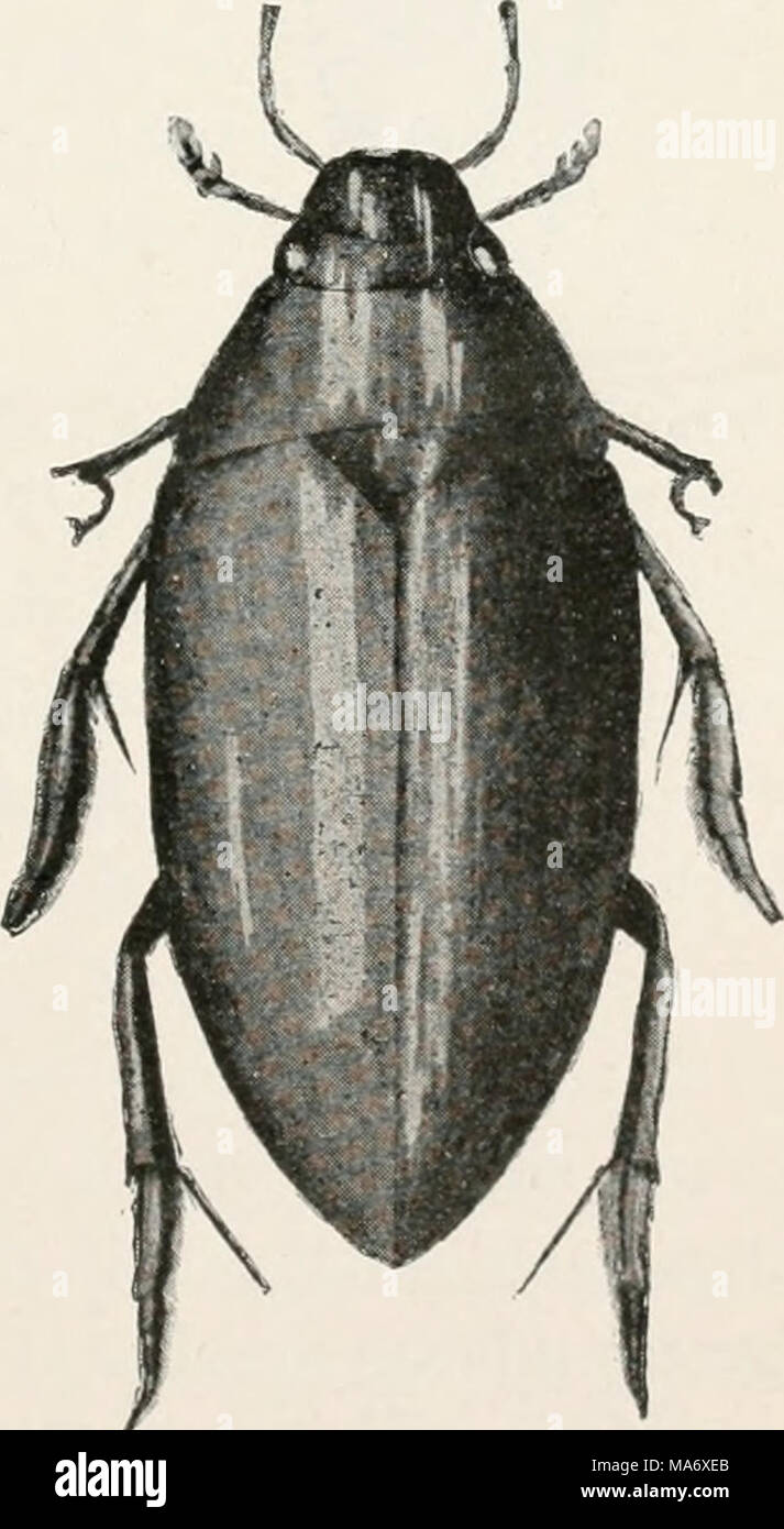 . Études élémentaires dans la vie d'insectes Banque D'Images