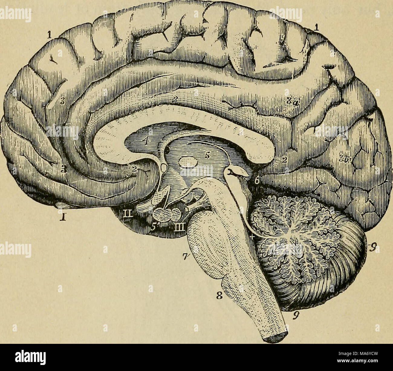 . Physiologie élémentaire . Fig. 103.-La moitié droite du cerveau divisé par une section antéro-postérieur vertical (à partir de diverses sources et de la nature. (Allen Thomson.) I, 2, 3, 3", 3,5, sont placés sur des circonvolutions le cerveau ; 4, le cinquième ventricule, et au-dessus de lui le corps calleux divisée ; 5, le troisième ventricule ; 5', de l'hypophyse corps ; 6, de corpus quadrigemlna et glande pinéale ;  +, le quatrième ventricule, pons Varolii ; 7 ; 8 ; g, le bulbe rachidien, cervelet ; je, le bulbe olfactif ; 11, le nerf optique droit : en droit, troisième nerf. qui est connu comme l'isthme ou au milieu du cerveau. Au milieu cerveau Banque D'Images