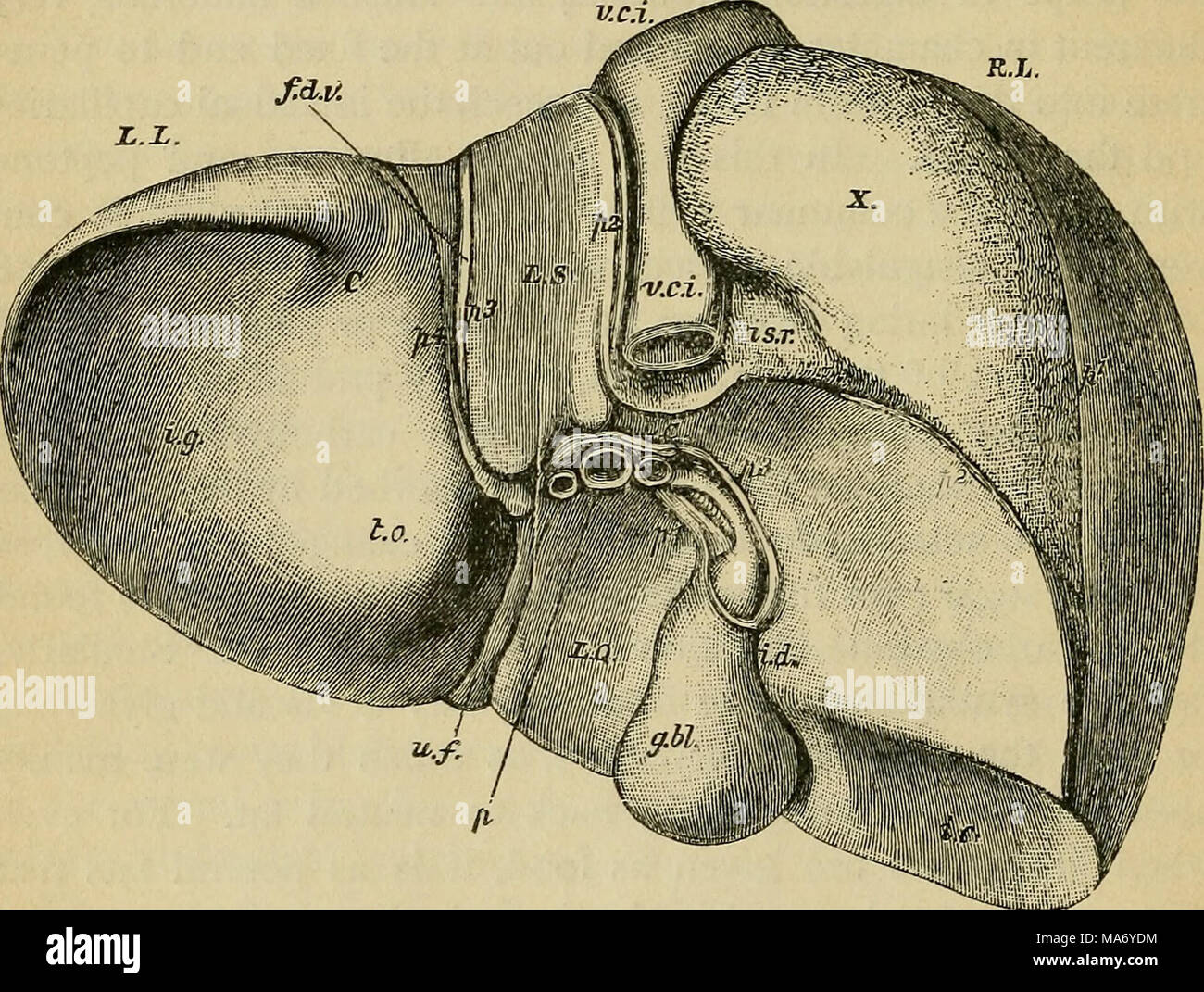 Iiliiiiiiiliiil Physiologie Elementaire V Fig 81 Le Foie D Un Sujet Jeune Dessine Par En Dessous Et Derriere R L Lobe Droit L L Lobe Gauche L R Lobe De Spigelius L C Lobe