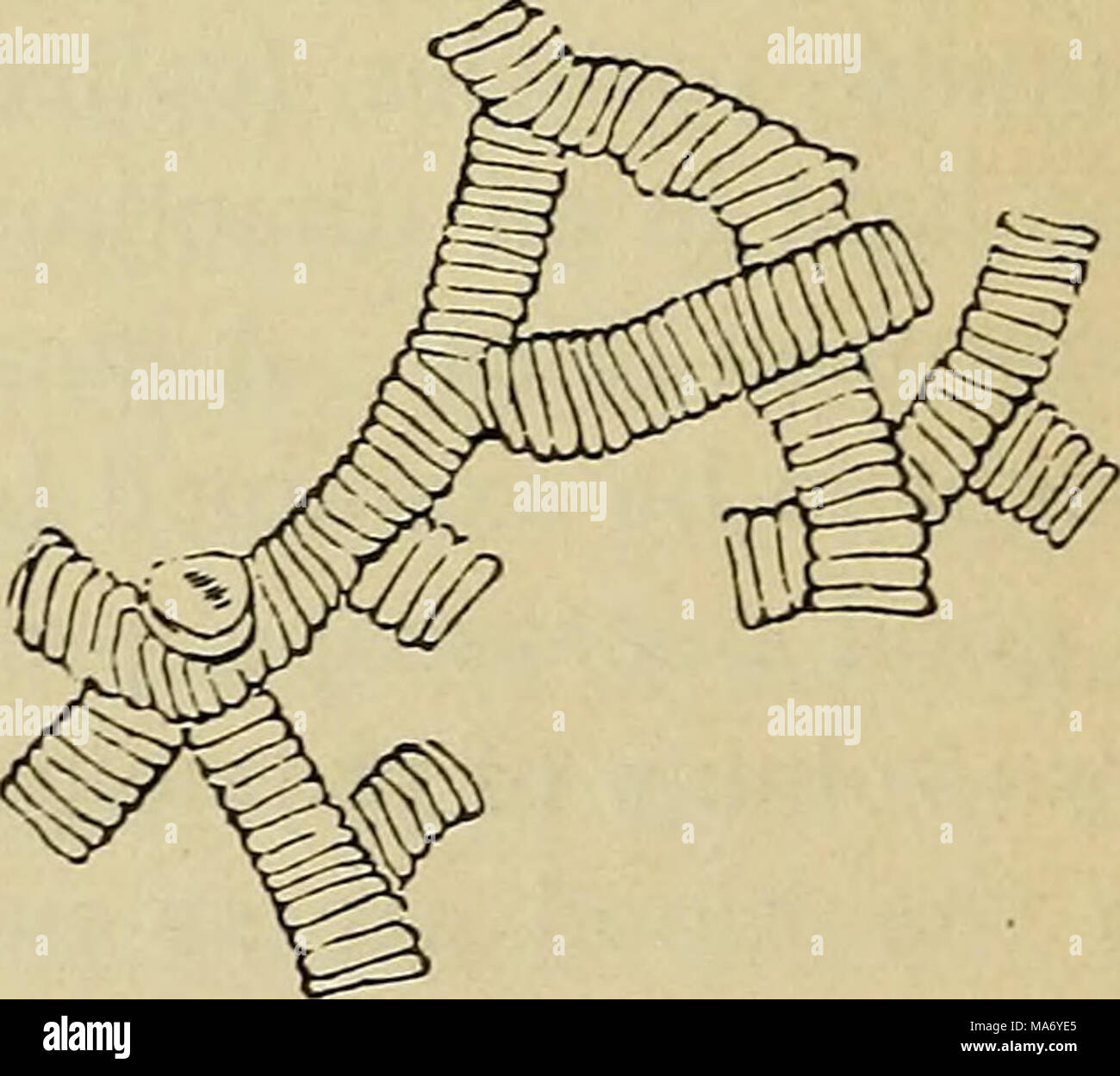 . Physiologie élémentaire . Fig. 6S.-humain cor rouge- puscles Ij'ing séparément et recueillies dans des roulements. (Comme vu dans le cadre d'un simple- de la haute puissance micro- portée.) I, sur la télévision ; 2, de profil. Fig. 67.-le sang humain comme vu sur la scène chaude. (Amplifié environ 1200 diamètres.) r, r, seul globules rouges vu allongé ; r', r', globules rouges sur leur bord et vue de profil ; r", globules rouges disposées en rou- leaux ; c, c, à marge crénelée globules rouges ; /, un corpuscule pâle finement granulaire ; g, un corpuscule pâle grossièrement granulaires. Les deux ont deux  ou trois des vacuoles, et était en cours de ch Banque D'Images