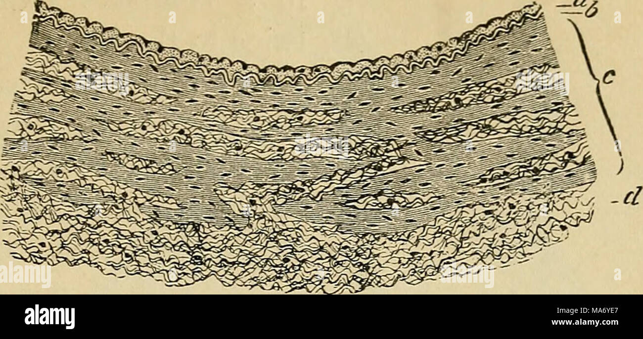 . Physiologie élémentaire . Fig. 58.-La section transversale de la partie du mur de l'une des veines tibiales postérieures (man), un sous-épithéliaux et épithéliales, couches de revêtement intérieur ; b, élastique des couches de revêtement intérieur : 6- couche intermédiaire, composé de couches irrégulières des tissus musculaires, en alternance avec des con- nective, tissus et passant un peu progressivement dans le tissu conjonctif élastique externe et manteau, d. ou couche musculaire (tunique), composé de non concentriques- cellules musculaires striées ; et une couche externe ou {cxtima aréolaire tunica tunica adventitia) ou. La les nervures très très proches de l'arteri Banque D'Images