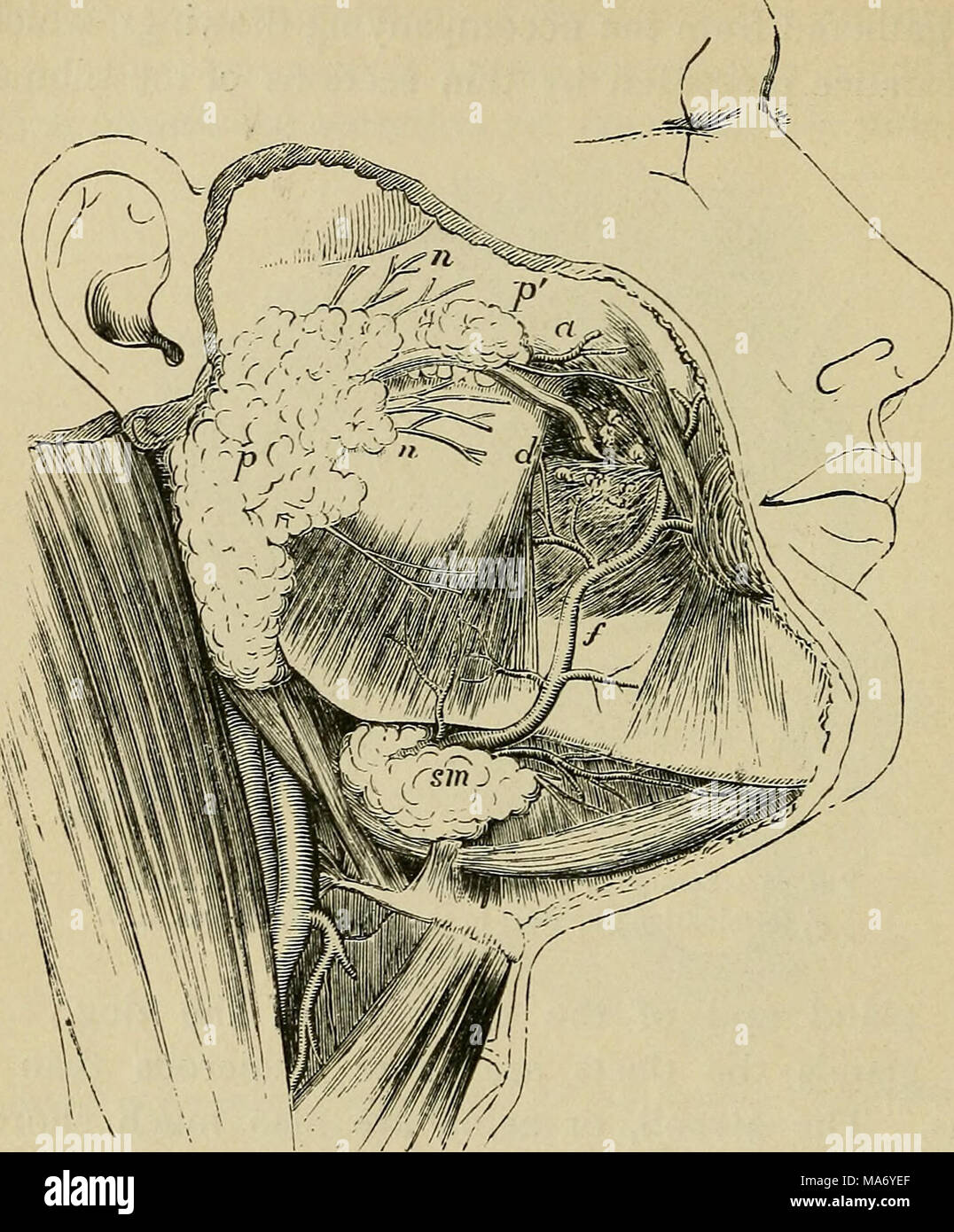 . Physiologie élémentaire . Fig. 71.-croquis d'un dissection superficielle de la face, montrant la position de la parotide et des glandes sous-maxillaires. (Allen Thomson.) | /, parotide ;/', sciences sociales ; parotidis d, le conduit de Stensen avant qu'il perfore la buccinator ; un muscle transverse de l'artère faciale, ; n, n, branches du nerf facial sortant de dessous du gland ; /, l'artère faciale sur le point d'une rainure dans la glande sous-maxillaire et croissant sur le visage ; S7n, partie superficielle de la glande sous-maxillaire. Son conduit (Stensen conduit l') laisse la glande à son bord antérieur, et court en avant Banque D'Images