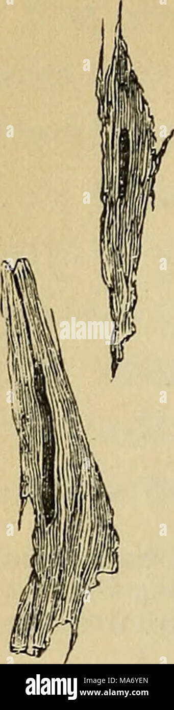 . Physiologie élémentaire . Fig. 6o.' l'ensemble du déroulement de la circulation forme deux circuits presque complète, comme illustré dans le schéma (Fig. 6i), et une certaine quantité de sang dans une série complète vient deux fois pour le coeur. La chambre haute de chaque côté est, à paroi mince et incapable d'exercer ou avec n'importe quel permanent- grande quantité de pression. Il est appelé le pavillon de l'^ et son but est, par une première contraction,^ pour remplir complètement la partie inférieure Cham- bre ou avant ce ventricule et contrats entraîne le sang '. hyToYd^« j°"e ? ;"t4oikme."rT"°' '"^ ^^e larg Banque D'Images