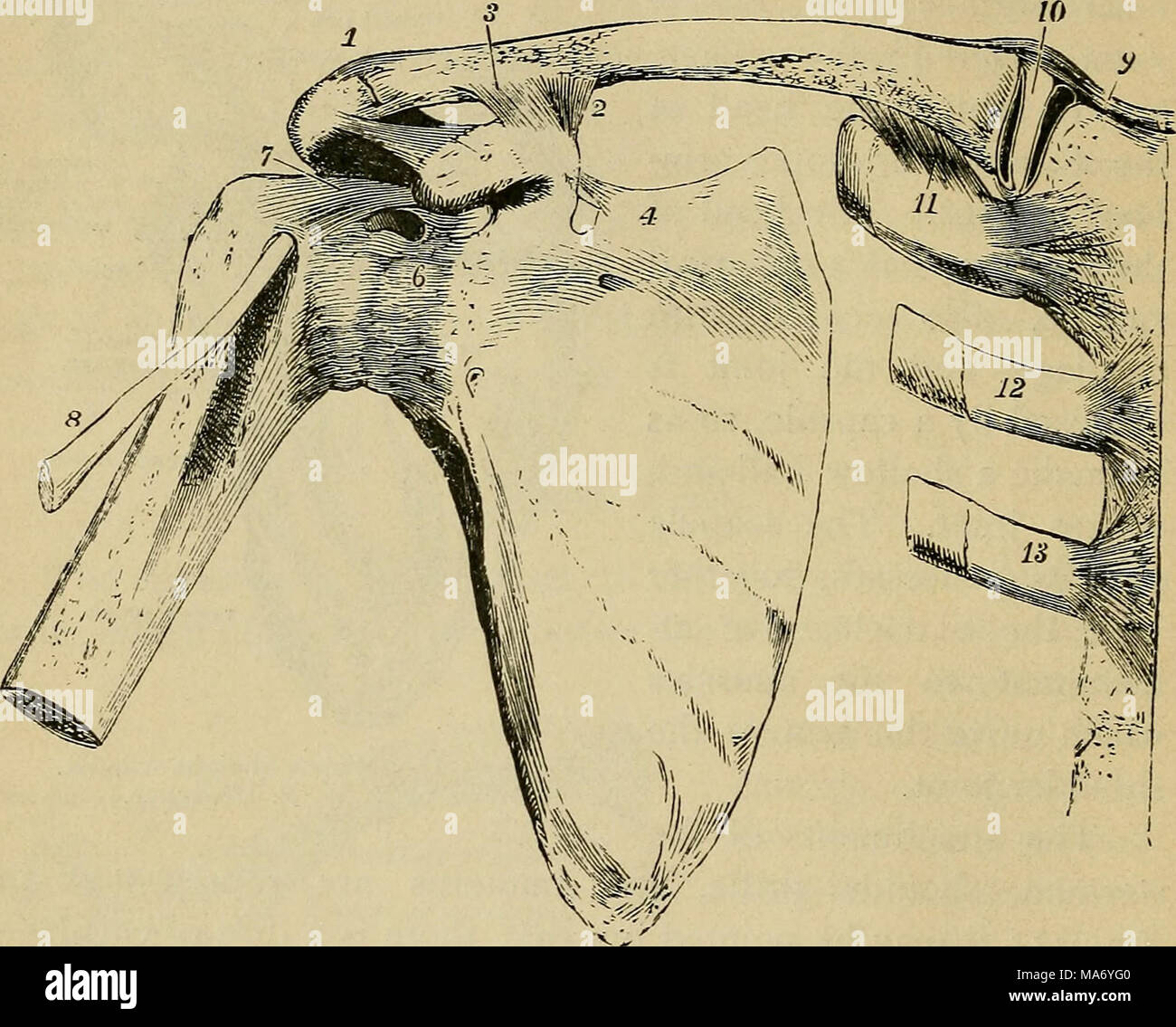 . Physiologie élémentaire . Fig. 23- -Vue de l'avant des articulations de l'épaule-os. Thomson.") (Allen, J'ai l'articulation acromio-claviculaire ; 2, 3, et conoïde, trapèze partie du ligament coraco-claviculaire ; 4, près du ligament suprascapular ; 5, sur l'Apophyse coracoïde, souligne le ligament coraco-acromial ; 6, ligament capsulaire de l'épaule-joint ; 7- ligament coraco huméral, ; au-dessus de 6, une ouverture dans le ligament capsulaire par lequel la membrane synoviale est prolongée par le tendon du muscle sous-scapulaire ; 8, le tendon du long chef du muscle biceps ; 9, ri Banque D'Images