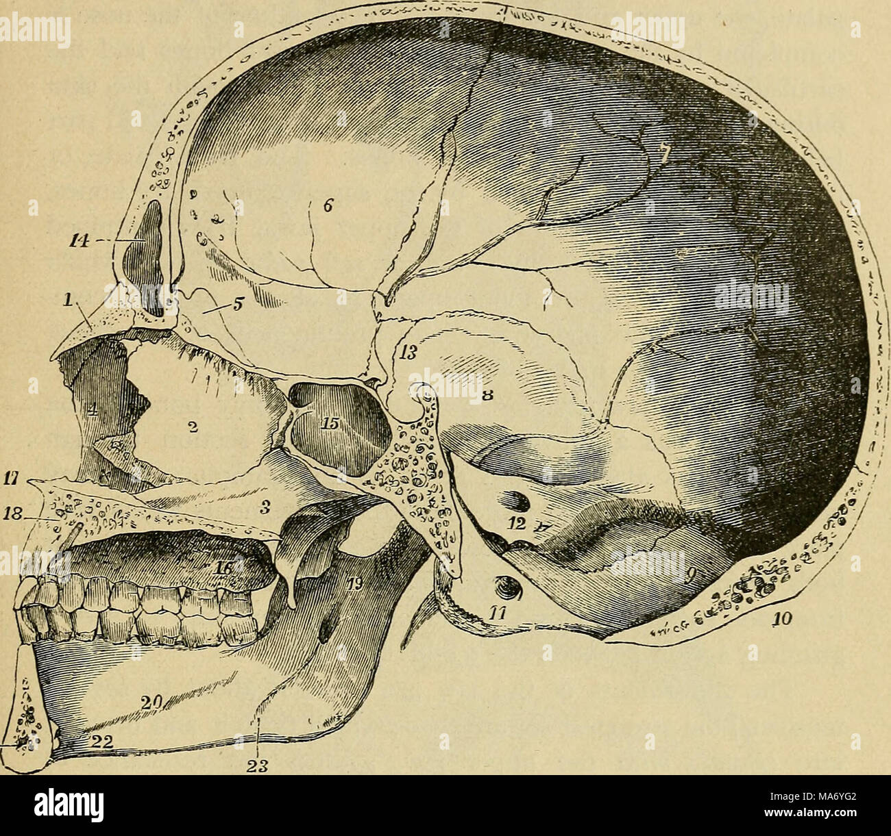 . Physiologie élémentaire . 21-/-^ Fig. 14.-l'article de l'adulte crâne un peu à gauche du plan médian. (Allen Thomson.) i. I, os nasal ; 2, perpendiculaire de l'ethaioid avec os et les rainures foramina olfactif sa partie supérieure ; 3, 6 ; vomer, surface interne de l'os frontal ; 7, de l'os pariétal ; 8, carcinome épidermoïde partie de l'os temporal ; 9, sur l'os occipital inférieur à la protubérance occipitale interne ; 10, 17 ; protubérance occipitale externe, l'épine nasale antérieure ; 19, sur la surface interne de la branche montante du maxillaire inférieur, au-dessous de l'encoche sigmoïde, et au-dessus de t'le moins Banque D'Images