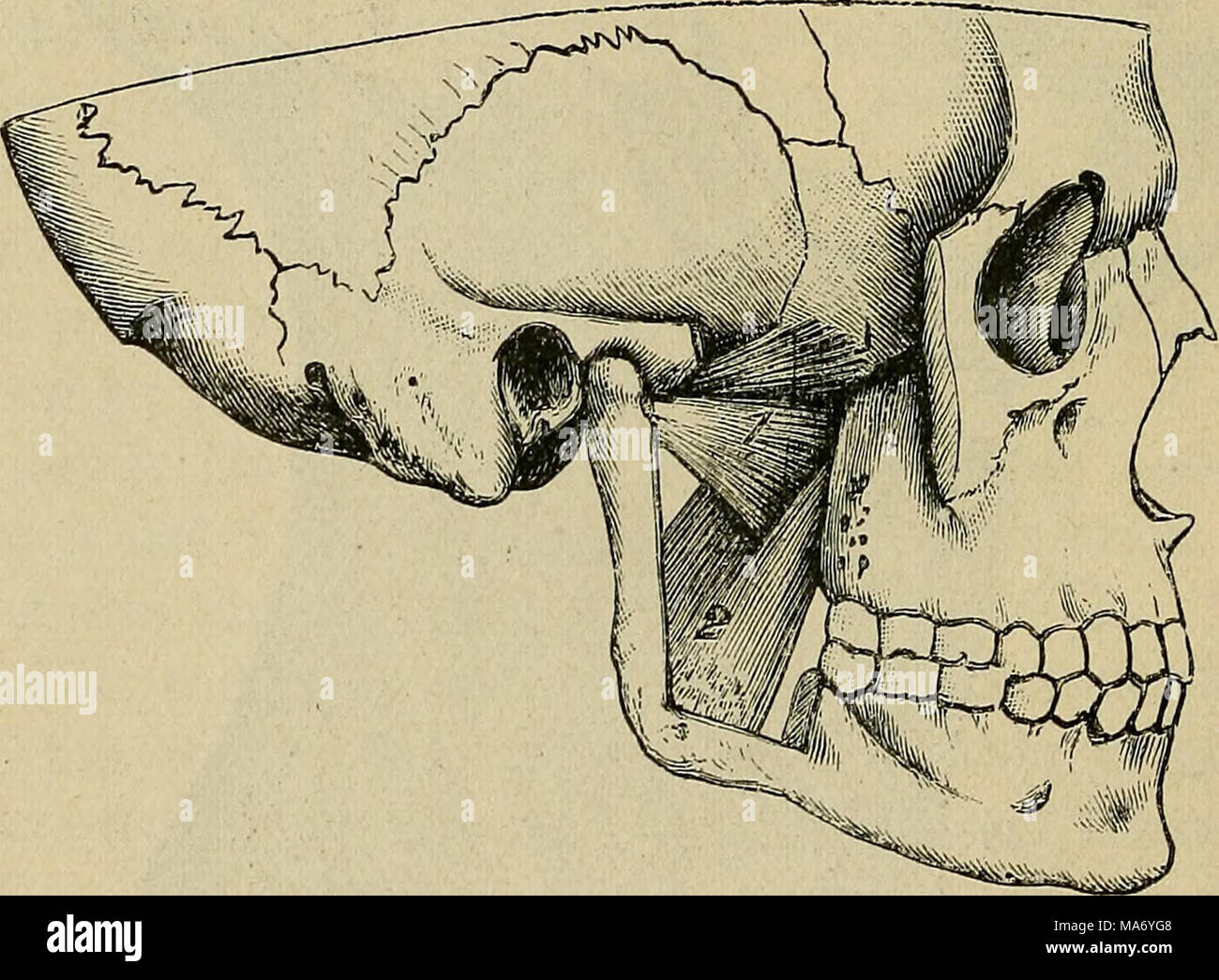 . Physiologie élémentaire . Fig. i6.-Les muscles ptérygoïde de l'extérieur. (G. D. T.) Le muscle masséter, la plus grande partie de l'Arcade zygomatique, le muscle temporal avec le processus de coronoid, et une grande partie de la branche montante de la mâchoire ont été supprimés, i, l'extérieur ; ptérygoïde figure est placé sur la tête inférieure ; 2, interne ptérygoïde. L'ensemble des muscles forts qui soulèvent la mâchoire inférieure com- prise, de chaque côté, les pterygoids (2, Fig. 16) sur le côté intérieur de la mâchoire, les masséters en dehors, et l'temporals ci-dessus (voir i, fig. 16). L'action des muscles masséters et temporelle Banque D'Images