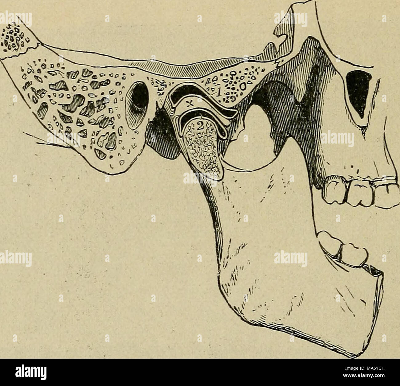 Articulation cartilagineuse Banque de photographies et d’images à haute