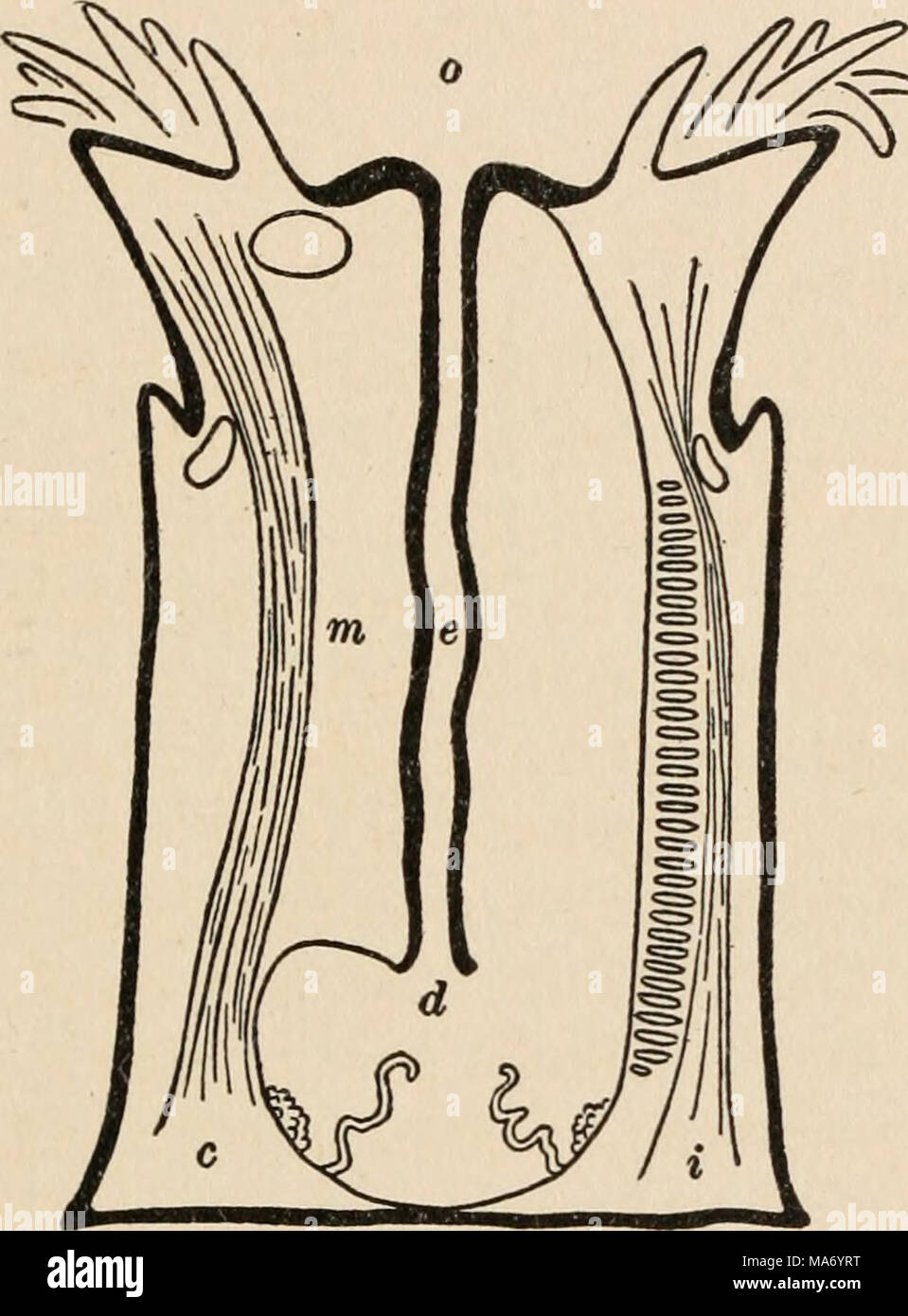 . L'enseignement élémentaire du système nerveux . P FIG. 17.-Schéma d'une coupe longitudinale de l'anémone de mer Metridium ; le domaine de la pièce jointe est le disque de la pédale p ; au milieu de la disque oral o est l'embouchure menant dans l'oesophage e qui s'ouvre sur la cavité digestive d. L'oesophage est maintenu en place par les mésentères m lorsque c complète, en l'impossibilité d'atteindre les mésentères je ce tube. disque, un cluster de tentacules dans le centre de laquelle se trouve la bouche. La bouche ne s'ouvre pas directement dans le seul grand espace intérieur, la cavité digestive, mais conduit à un oesophage allongées Banque D'Images