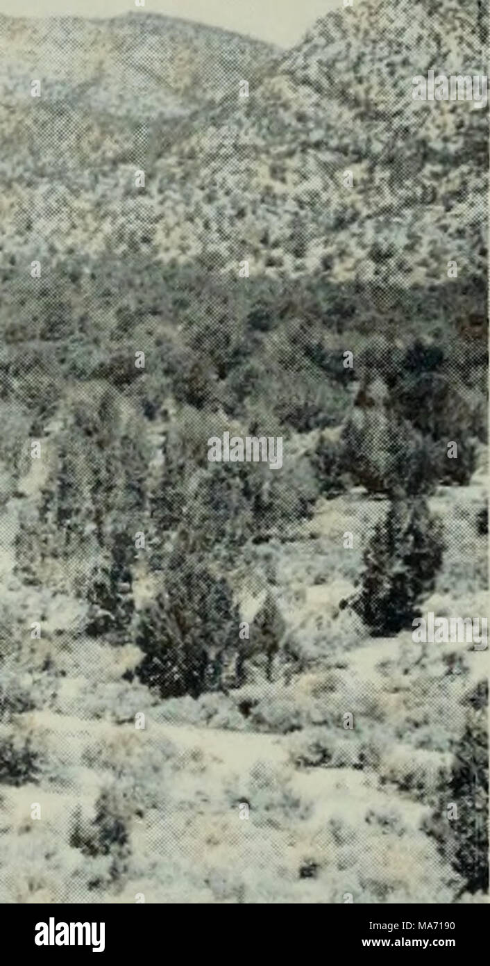. Les effets de l'eau sur le développement des populations dans le sud-ouest de la Caille de Gambel Utah . ' T* Figure 37. Le pinyon-type de végétation Juniper Banque D'Images