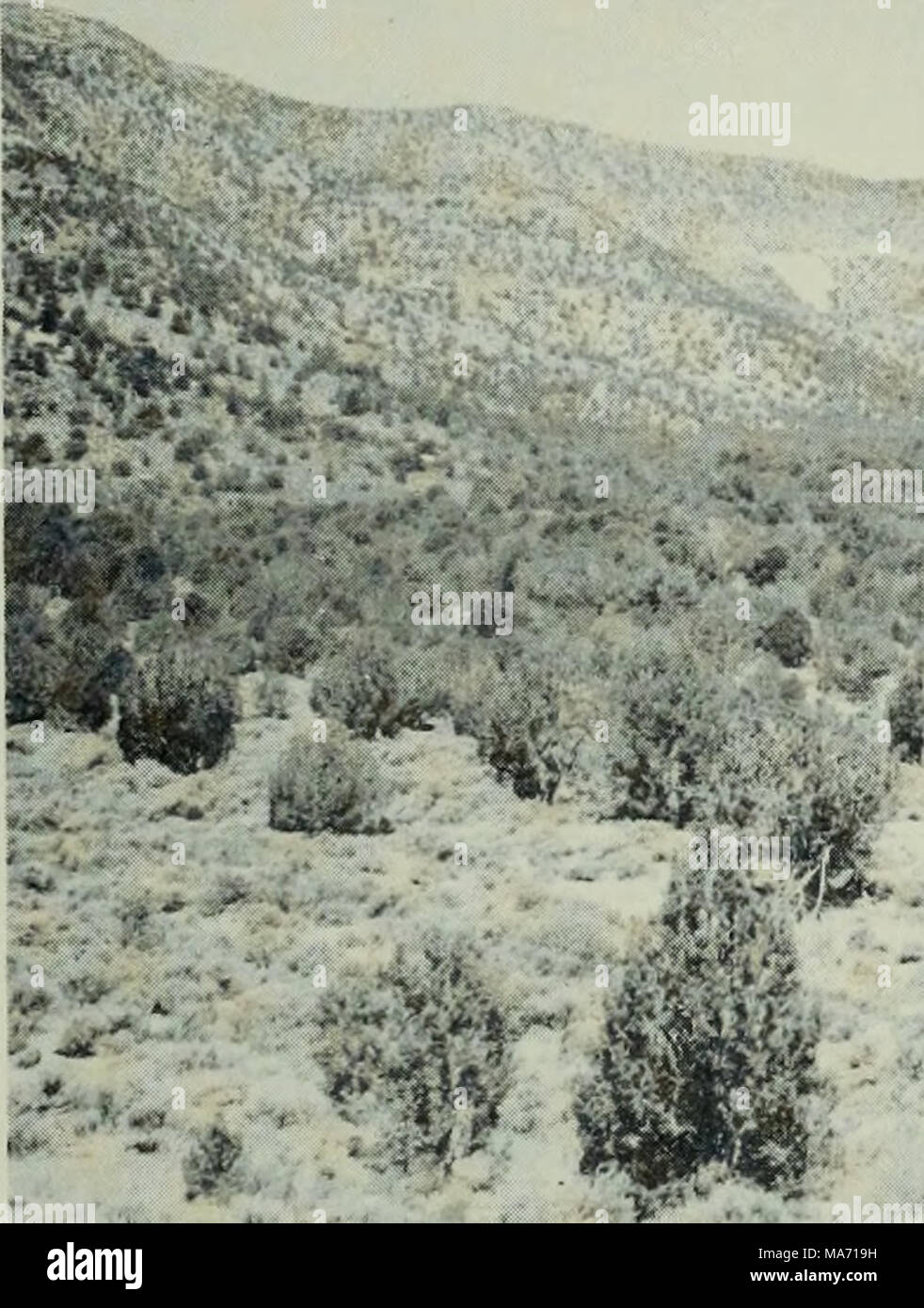 . Les effets de l'eau sur le développement des populations dans le sud-ouest de la Caille de Gambel Utah . '* : --|Si ?- : 'â .' ''-top' Banque D'Images