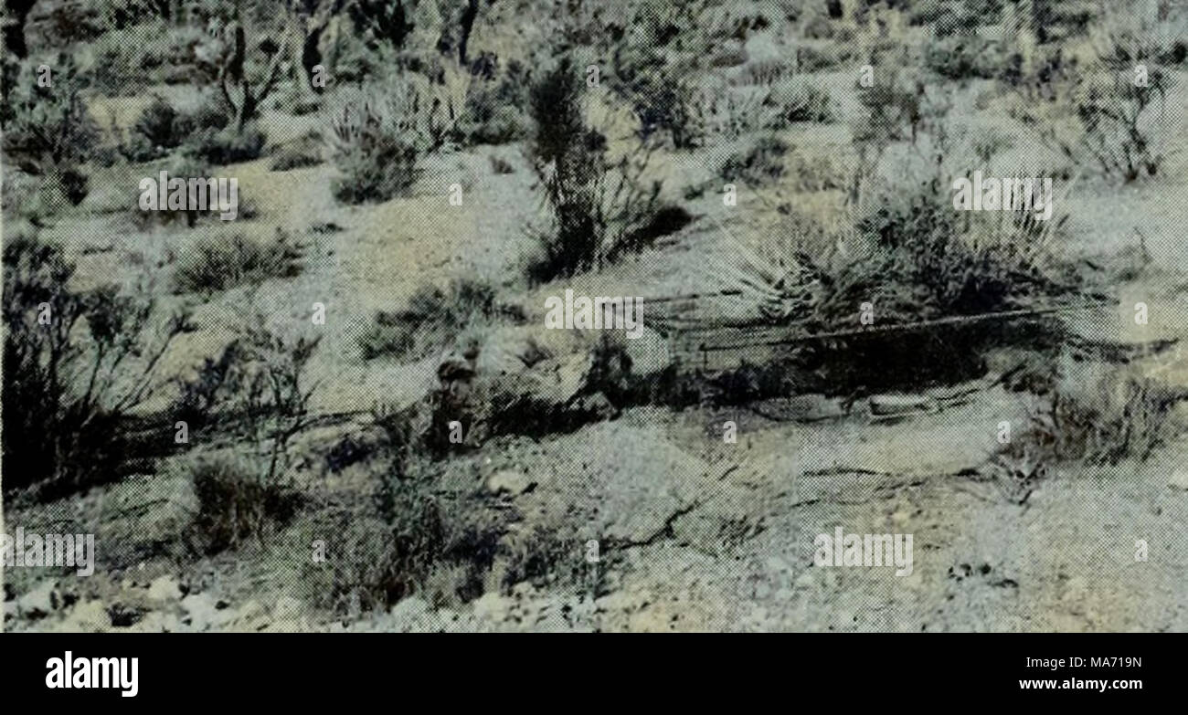 . Les effets de l'eau sur le développement des populations dans le sud-ouest de la Caille de Gambel Utah . w$t* ... "ST 51 : i. VT^ - H&amp ;" • • -s Figure 18. Piège de caille montrant de brosse pour fournir de l'ombre. Banque D'Images