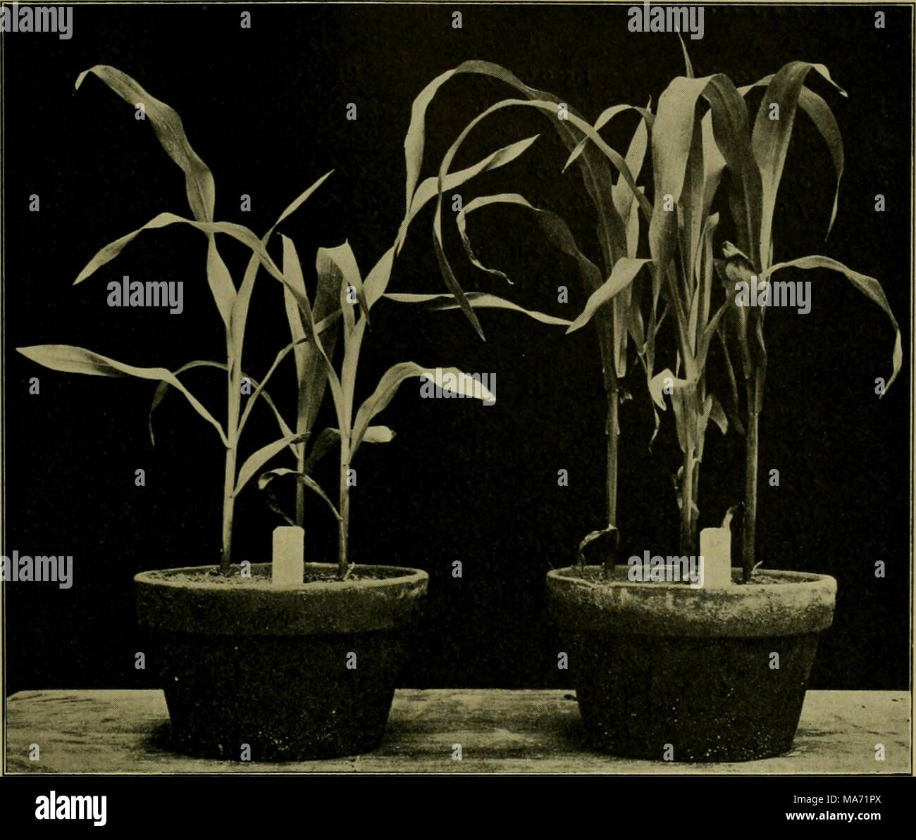 . Effets des rayons du radium sur les plantes . Fig. 15. Expérience 26. Un retard de croissance de Zea mays en exposant les grains, avant de planter, à un tube de verre scellé de Radio-Tellurium. La durée de l'exposition, 24 heures. Un ^ 3 J II, 10 H A B D E 1 800 000 1 500 000 X X Ra. Tél. Je commande de 0,00 mm. 13,50 mm 22,50 mm. 29,50 mm 26,00 17,00 28,00 7,00 7,00 0,00 30,00 23,00 3,00 20,00 44,00 22,50 10,00 mm. 30,50 mm. 59,50 mm. 103,00 mm 5,00 mm. 7,62 mm. 19,83 mm. 25,75 mm Banque D'Images