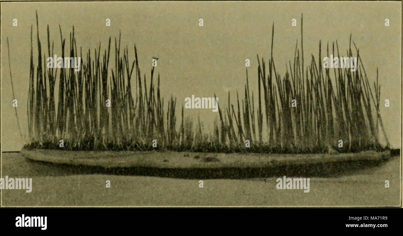 . Effets des rayons du radium sur les plantes . Fig. 6. Expérience 8. Un retard de la germination et de la croissance de la phléole des prés par les rayons du radium. L'activité, 1 500 000. progressivement augmente de 3 mm. au centre d'environ 30 mm. à la circonférence. 10 Mars 12 M. Les exposés de la culture a été photographié (figure 6). 11 mars 3130, P. M. l'examen microscopique des plantes témoins montre dans les cellules des feuilles, chloroplastids normal en bonne santé, avec une couleur verte. Dans la non-vert, les plastes des semis rayonnée dans l'homme}' cellules étaient apparemment normale de la taille et de la forme, mais dépourvu de vert, tandis que dans d'autres Banque D'Images