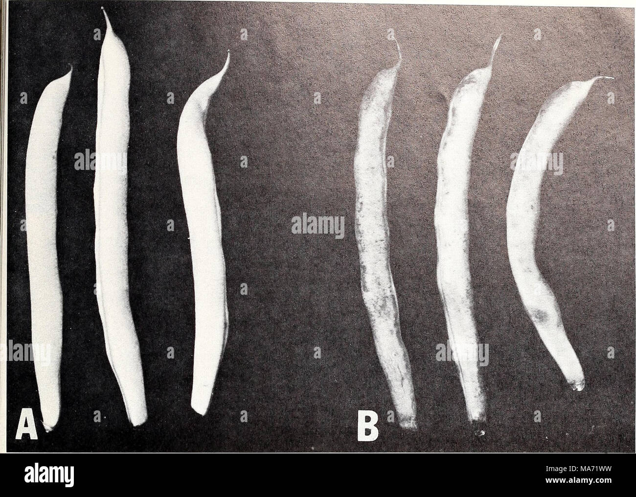 . Effets des atmosphères d'ozone sur la détérioration des fruits et légumes après la récolte . Fr-29471 Figure 6.-dommages causés par l'ozone pour les haricots verts, les haricots : un lieu pour 7 jours à 45° F. ; B, les haricots qui s'est tenue dans les mêmes condi- tions qu'un mais avec 0,5 p.p.m. ajouté ozone voir marbrées de taches tissus blessés, qui sont de couleur brun clair. *Fr U.S. Government Printing Office : 1968-27 0 Banque D'Images