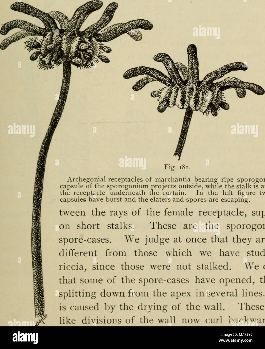 . Botanique élémentaire . Nous pouvons voir Fig. 181. Les récipients à Archegonial sporogonia mûrs de marchantia portant la capsule de l'sporogonium les projets à l'extérieur, tandis que la tige est fixée au récipient sous le rideau. Sur la figure de gauche deux des capsules ont éclaté et l'elaters et les spores sont échapper. entre les rayons de la prise femelle, appuyée sur de courtes tiges. Ce sont les sporogonia ou spore-cas. Nous juge à une fois qu'ils sont bien différents de ceux que nous avons étudié dans riccia, puisque ce n'étaient pas pédonculées. Nous pouvons voir que certains des cas de spores ont ouvert, t Banque D'Images