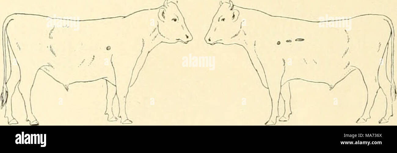 . L'effet de la vaccination contre la tuberculose sur les bovins infectés de tuberculose . Fig. 7. Glande bronchique droite. Glande bronchique gauche. Ganglions médiastinaux. L'autopsie. Poids 430 livres. Ce taureau est décédé subitement, apparemment d'indigestion aiguë. La seule preuve de la tuberculose en cet animal consistait en la présence de plusieurs nodules caséeuse dans les deux et bronchique dans les médias- tinal glandes lymphatiques. Banque D'Images