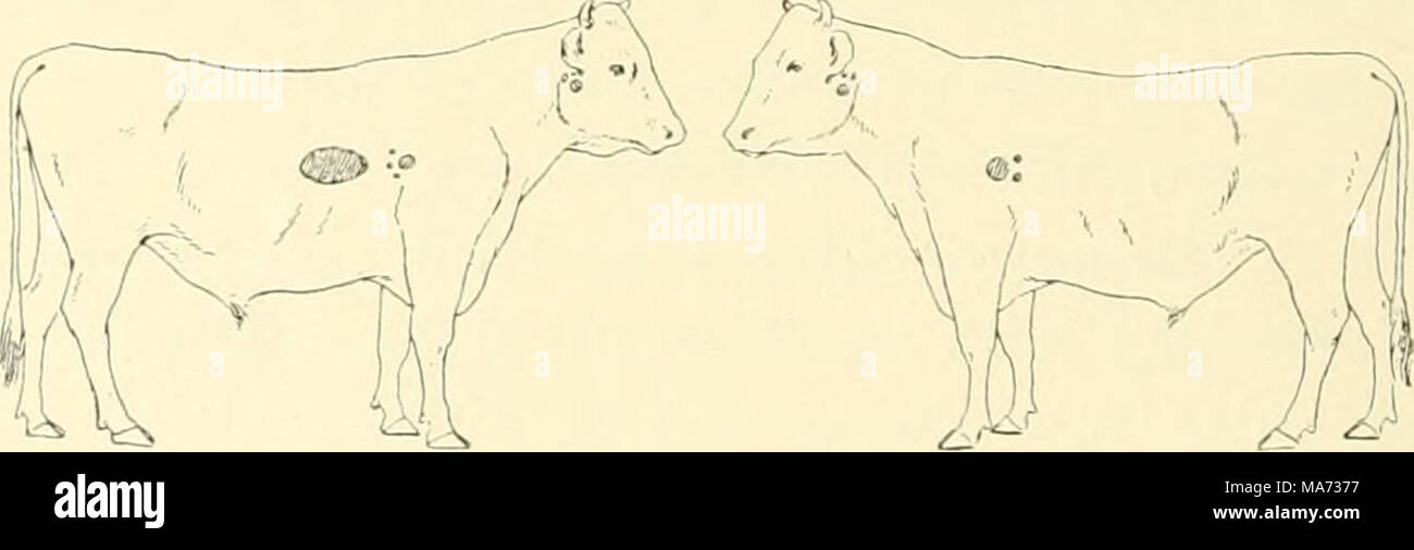 . L'effet de la vaccination contre la tuberculose sur les bovins infectés de tuberculose . Fig. 10. Les glandes bronchiques. Ganglions médiastinaux. Postpharyngeal les glandes. Postpharyngeal les glandes. Les glandes bronchiques. L'autopsie. Poids 480 livres ; bon état. Ce taureau était apparemment en bonne santé le 12 septembre, et a été retrouvé mort dans l'étable le jour suivant. Il a été constaté qu'il y avait une grande collection de gaz dans la panse et cela semble avoir été la cause de la mort, par interfer- tion avec la respiration par pression sur le diaphragme. La preuve de la tuberculose en cet animal consistait en la Banque D'Images