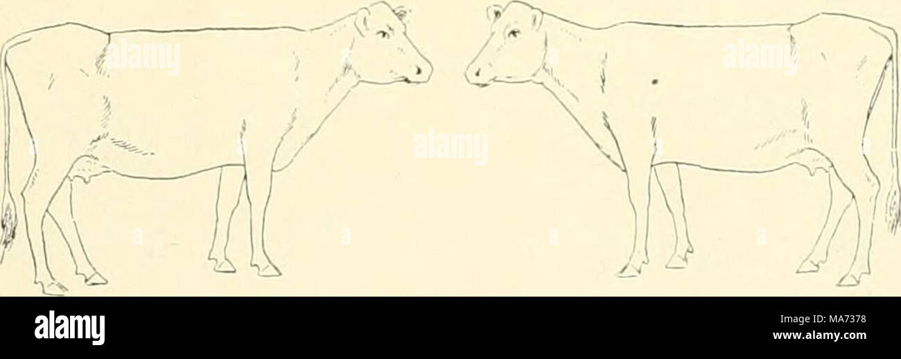 . L'effet de la vaccination contre la tuberculose sur les bovins infectés de tuberculose . Fig. 6. Glande bronchique gauche. L'autopsie. Poids 421 livres ; unthrifty état. La seule preuve distincte de la tuberculose chez cet animal est un nodule calcaire la taille d'un pois dans la partie gauche de la glande bronchique. La plèvre et le péritoine sont plus ou moins opaques et ont montré des films ou de flocons de fibrine partiellement ou totalement organ- Banque D'Images