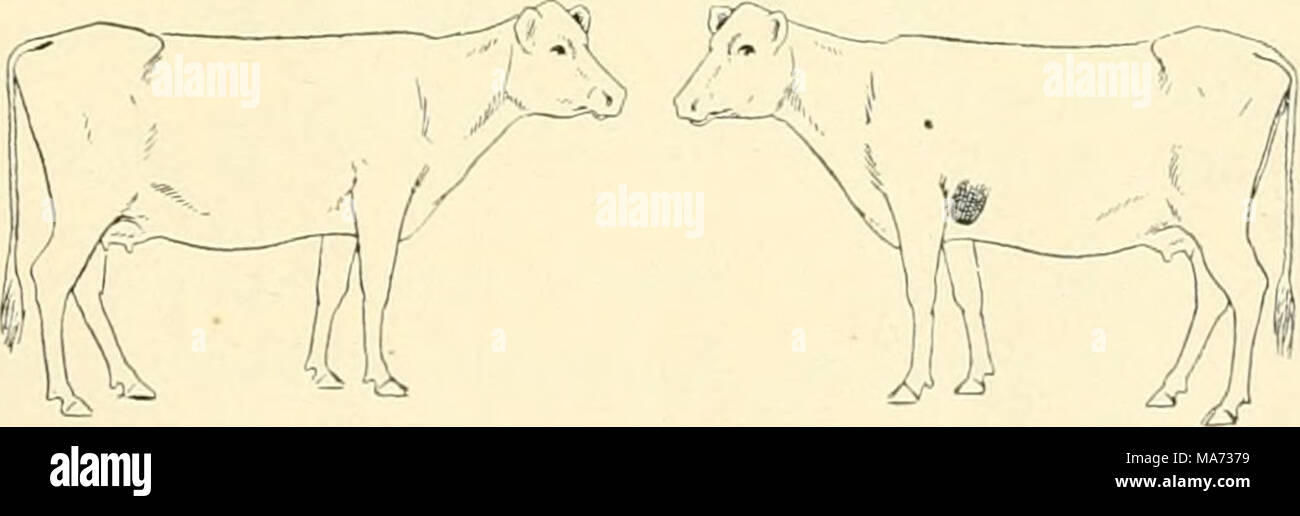 . L'effet de la vaccination contre la tuberculose sur les bovins infectés de tuberculose . Fig. 3. Poumon gauche. Glande bronchique gauche. L'autopsie, yeight 465 livres ; bon état. La preuve de la tuberculose ici consiste en une condition très dense de la moitié inférieure de la trappe postérieure du lobe antérieur au poumon gauche, qui est attaché à le lobe postérieur et Banque D'Images
