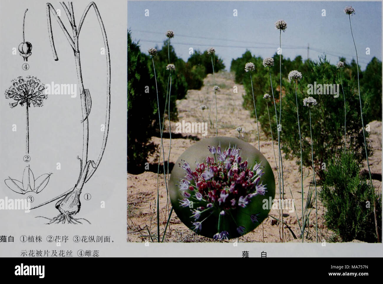 Chao Ca Banque D Image Et Photos Alamy
