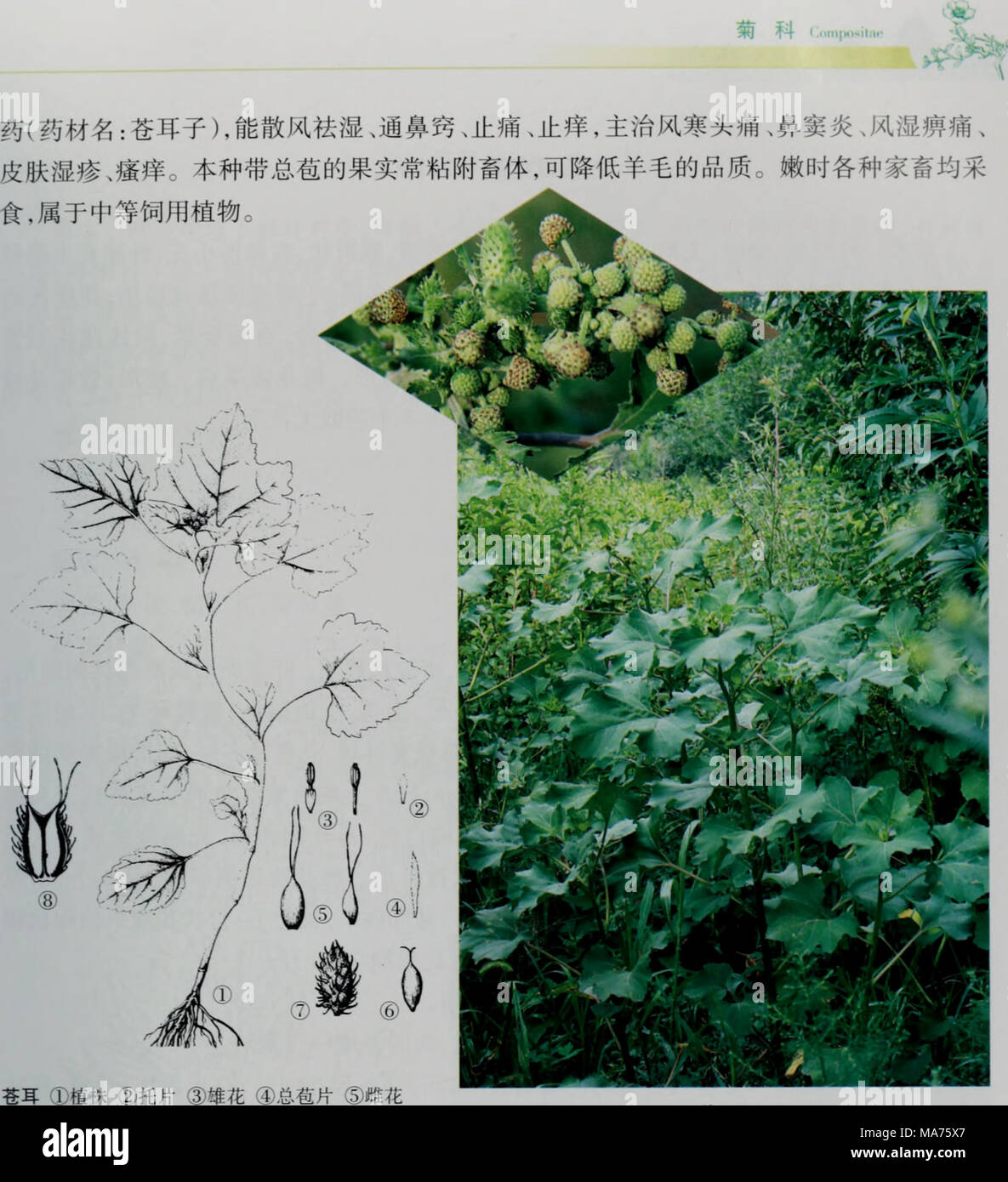 E Er Duo Si Zhi Wu Zhi A C Aea A C Aecae Ea Ee Aºcºµae La E Aºee I Ac Ae Xanthium Sihiricum Idder Patrin Ex Var Suhinerme W Des Encres Ac Idder Aºee Aec A Ae Ac A A Ae C Caºa