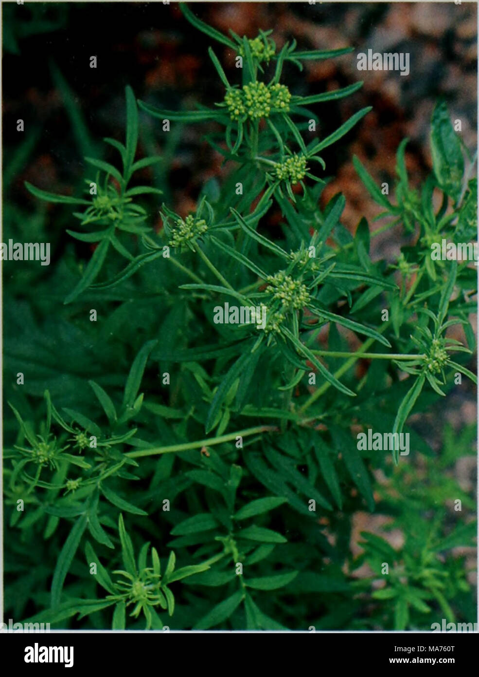 E Er Duo Si Zhi Wu Zhi A Ae Acaa A Aee A A A Aa Ea A Aºi A Aeaa A Acaºa I Mt A Aoh A A C Aa Ae I E A Severnaƒ Aºae C A A I A Aea Aeµc C Aeai E Ei E Ea Ei Aae Eaae A E 1 99 E I A Ee Ae C E Ae Caeei A Ac Ae E