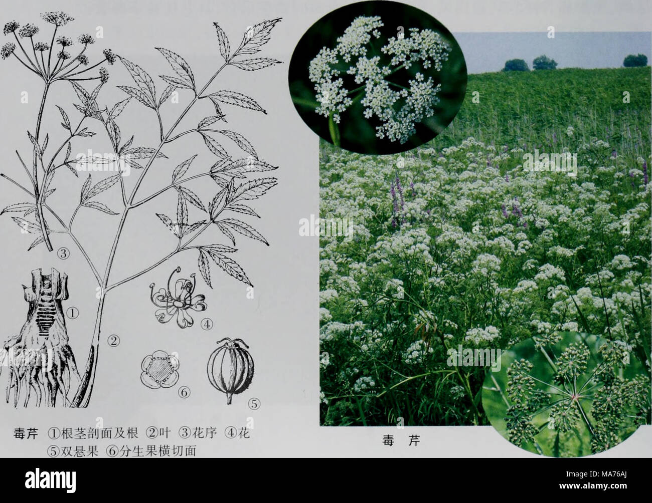 . E er duo si zhi wu zhi . Â ¢ 538 â ¢ Banque D'Images