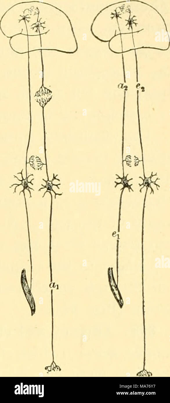 . La biologie élémentaire ; une introduction à la science de la vie . Fig. 86. Limitée par le comportement des connexions nerveuses Le diagramme montre les connexions nerveuses d'un simple mus- culière reflex, avec garantie clearchannel au cerveau. De telles connexions rendent possible des réflexes automatiques ainsi que les mouvements monétaires. Si la df^érents nerf est coupée, comme à un^ volon- taire, seul le mouvement est possible, et il n'y a pas de sensation. Si le nen efférent,'e est coupée, comme à fj, ni reflex ni le mouvement volontaire est possible, mais sen- sation reste. Si la moelle épinière est coupée très haut, comme à la ca^, fn, ni sensati Banque D'Images