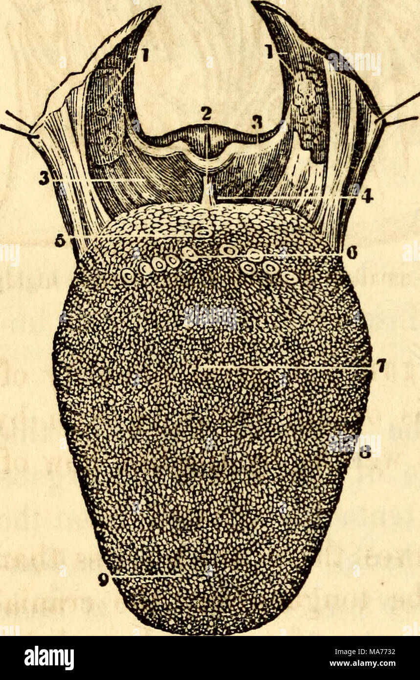 . Anatomie et physiologie élémentaires : pour des collèges, des académies, des écoles et d'autres . 10/Vie w de la surface supérieure de la langue, ainsi que le mont Palatin Arch. 1, 1, la moitié latérale postérieure Arches, Mrith le P.ilato-Muscles du pharynx et des amygdales. 2 Epiglottic, cartilage, vu de devant. 3, 3, ligament et la muqueuse, ex- tendant à partir de la racine de la langue à la base de l'Epiglottic cartilage. 4, l'un de ces sachets sur le côté de la partie postérieure de frein, dans lequel la nourriture parfois lodges. 5, Foramen caecum. 6 Capitatae Maximae, papilles seu. 7, le point blanc à la fin de la ligne, Banque D'Images