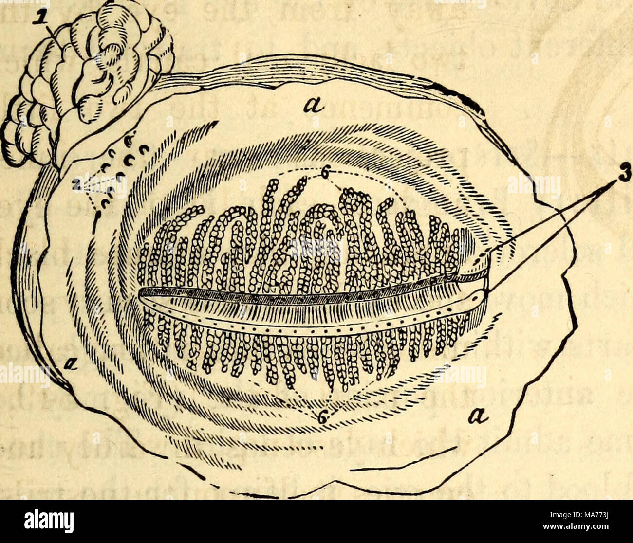 . Anatomie et physiologie élémentaires : pour des collèges, des académies, des écoles et d'autres . Banque D'Images