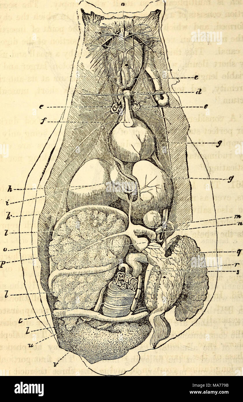 . Anatomie et physiologie élémentaires : pour des collèges, des académies, des écoles et d'autres . L'Aplysie (mollusque) ouverts à tous les viscères, un. De l'œsophage, de l'e. GlanoV salivaire d. Ganglion céphalique, e. Ganglion oesophagien. f,g premier estomac ou culture. h. Troisième ou vrai estomac, i. Le gésier. Jt. L'intestin. I. Le foie, m. Ganglion postérieur, n. Aorte. o. Artère hépatique, ventricule de coeur, q. Oreillette, r. s. Branchies ou branchies, j* abaisser les intestins. T. ovaire. Banque D'Images