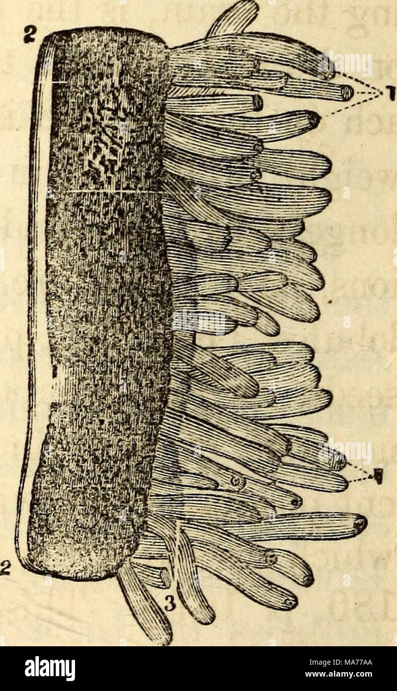 . Anatomie et physiologie élémentaires : pour des collèges, des académies, des écoles et d'autres . Une partie de l'une des glandes de Brunner. Vue d'une section longitudinale du jéjunum, montrant les villosités comme vu sous le microscope. 1,1, le terminal des restricteurs des villosités. 2, 2, les couches de l'intestin. 3, la couche péritonéale. Comment est la muqueuse organisés par l'intermédiaire du canal, et quelle est la conception de Buch un arrangement ? Banque D'Images