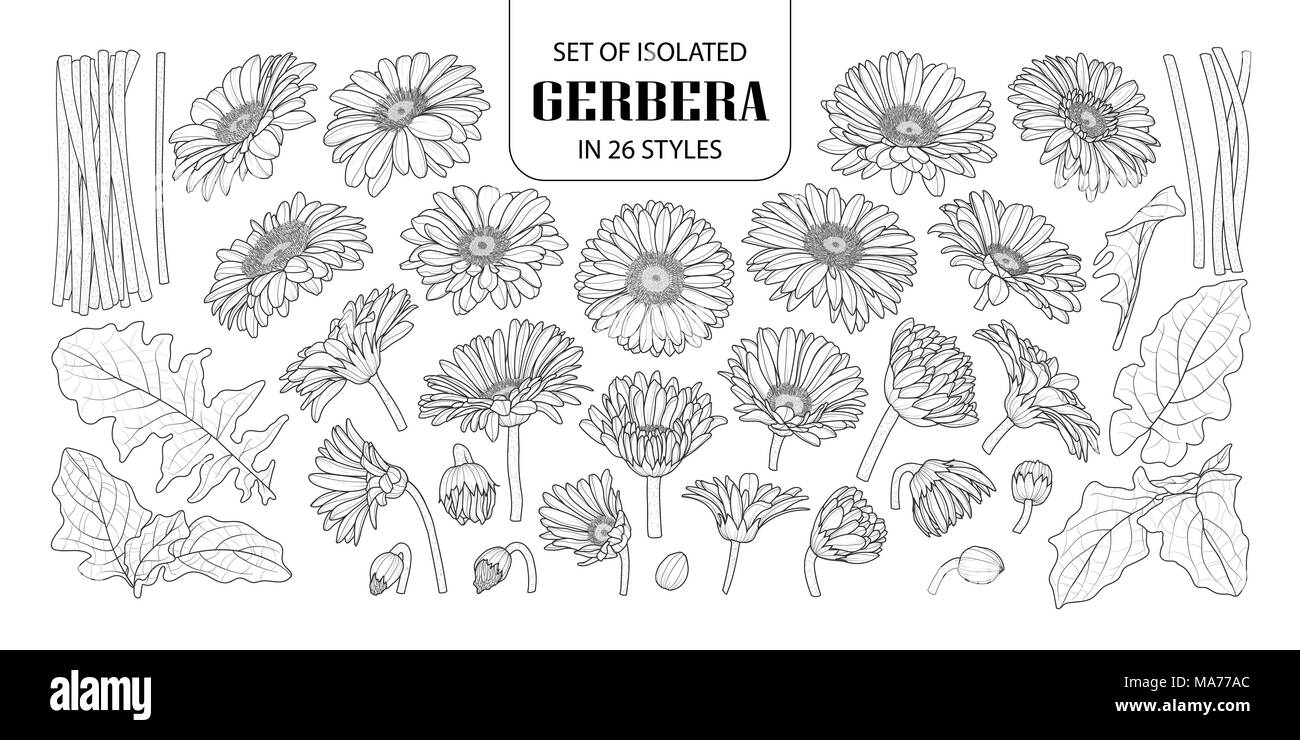 Ensemble de gerbera isolés dans 26 styles. Cute hand drawn vector illustration fleurs en contour noir et blanc avion sur fond blanc. Illustration de Vecteur