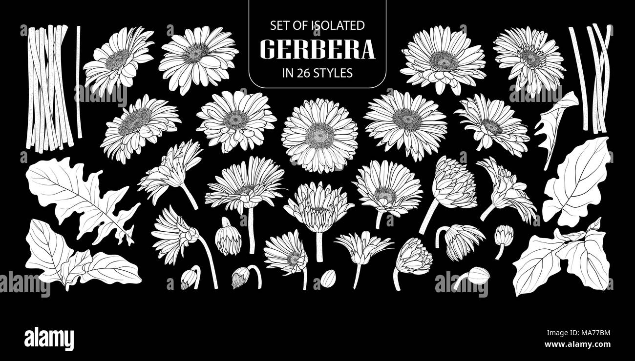 Ensemble de silhouette blanche isolée dans 26 gerbera styles. Cute vector illustration fleur dessiné à la main en avion blanc sans contours sur fond noir. Illustration de Vecteur