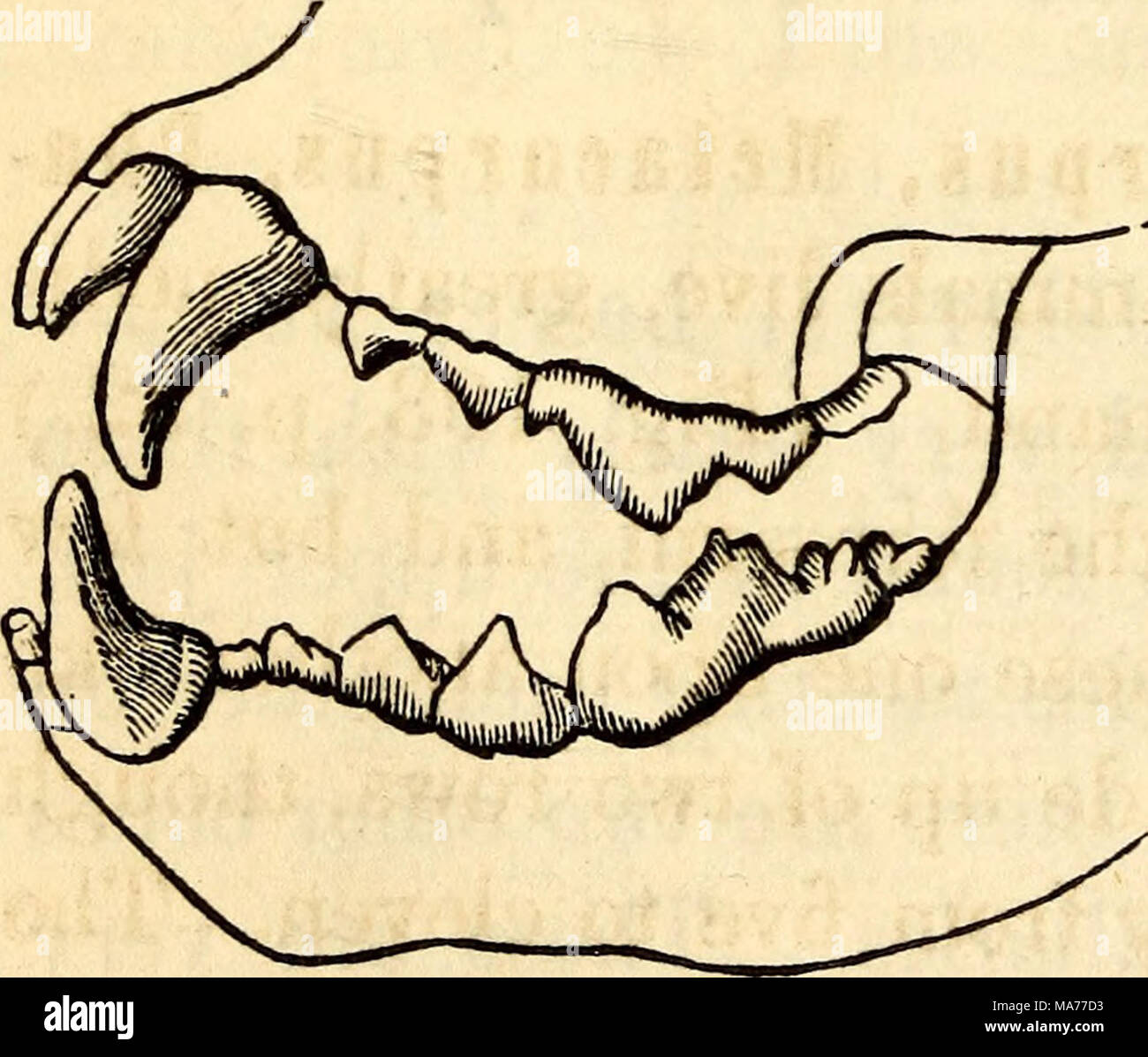 . Anatomie et physiologie élémentaires : pour des collèges, des académies, des écoles et d'autres . Banque D'Images
