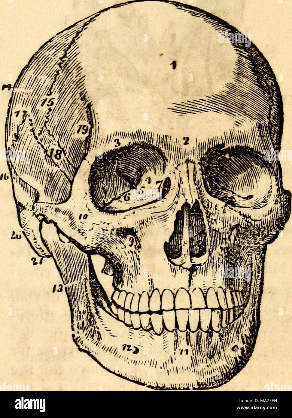 . Anatomie et physiologie élémentaires : pour des collèges, des académies, des écoles et d'autres . Une vue de face, montrant le crâne che os composant la face. 1, Os Frontis. 2, Tubérosité nasale. 3, Supra-Orbital Ridge. Foramen optique 4. 5, Scissure Sphénoïdal. 6 Spheno-Maxillary, fissure. 7, fosse lacrymale, et début de la Conduit nasal. 8, l'ouverture de la portion antérieure des narines, et le vomer. 9, Infra-Orbital Foramen. 10, Ma- lar'Os. 11, de la symphyse pubienne de la mâchoire inférieure. 12, la face antérieure du foramen mentale. 13, Ramus de la mâchoire inférieure. 14, l'os pariétal. 15, Suture coronale. 16, l'os temporal. 17, Suture squamous. 1 Banque D'Images