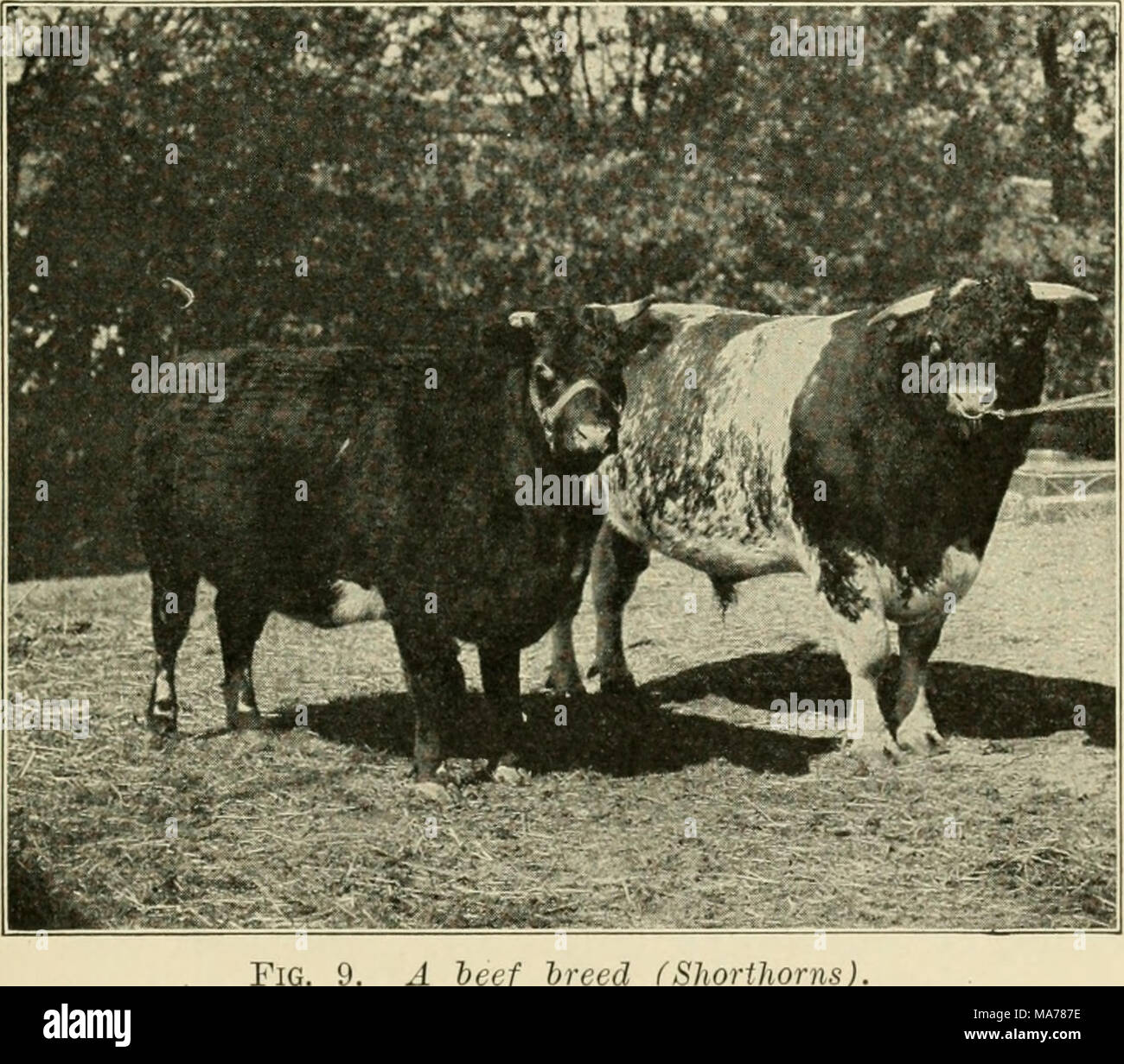 Boeuf Sauvage De L Inde En 4 Lettres Bookcentury1900 cow man Banque de photographies et d'images à haute  résolution - Alamy