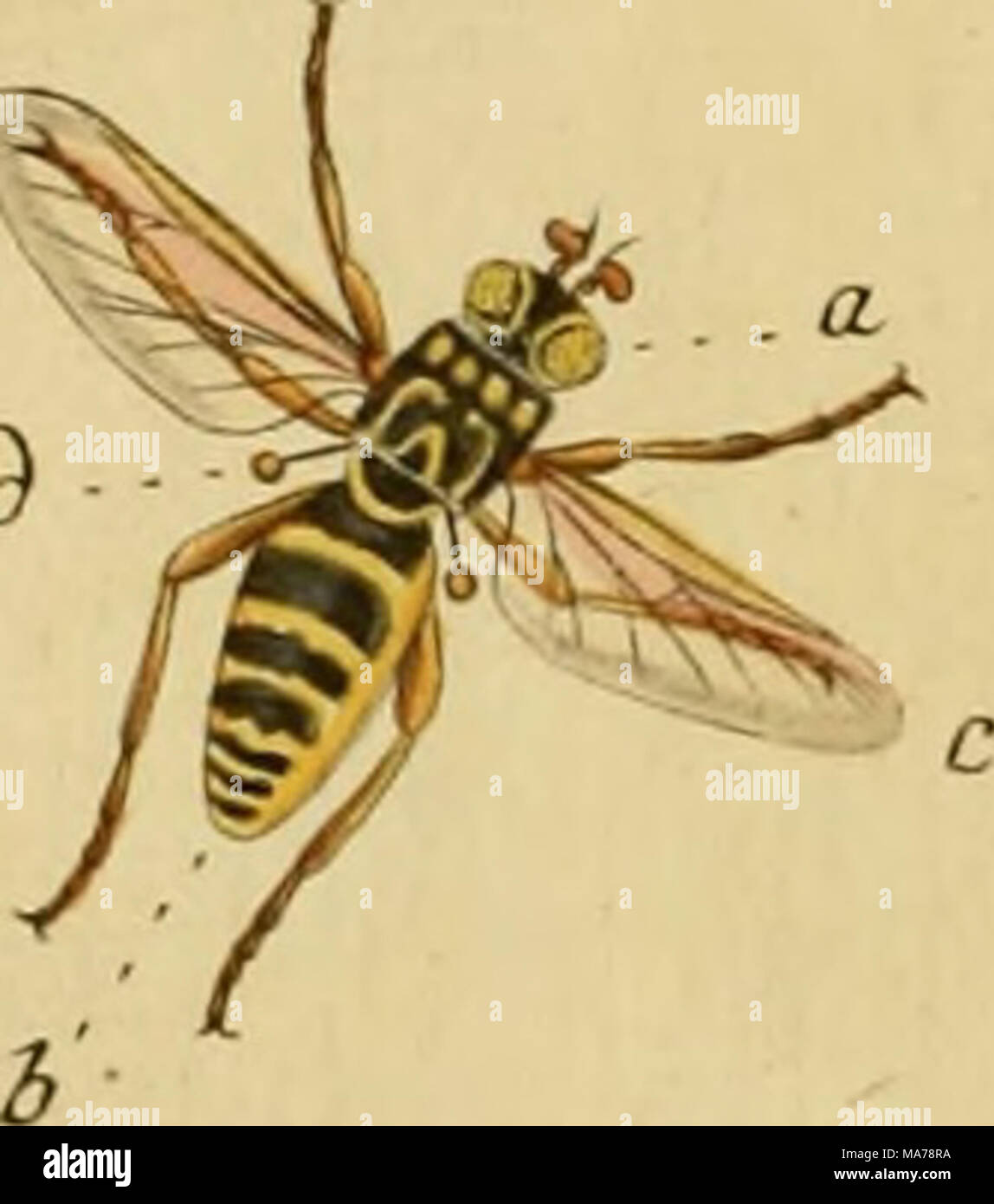 . Elementa entomologica : CXXXV aere excusae floridisque tabulae coloribus distinctae  = Einleitung in die insectenkenntnis ausgemahlte kupfertafeln CXXXV . Banque D'Images