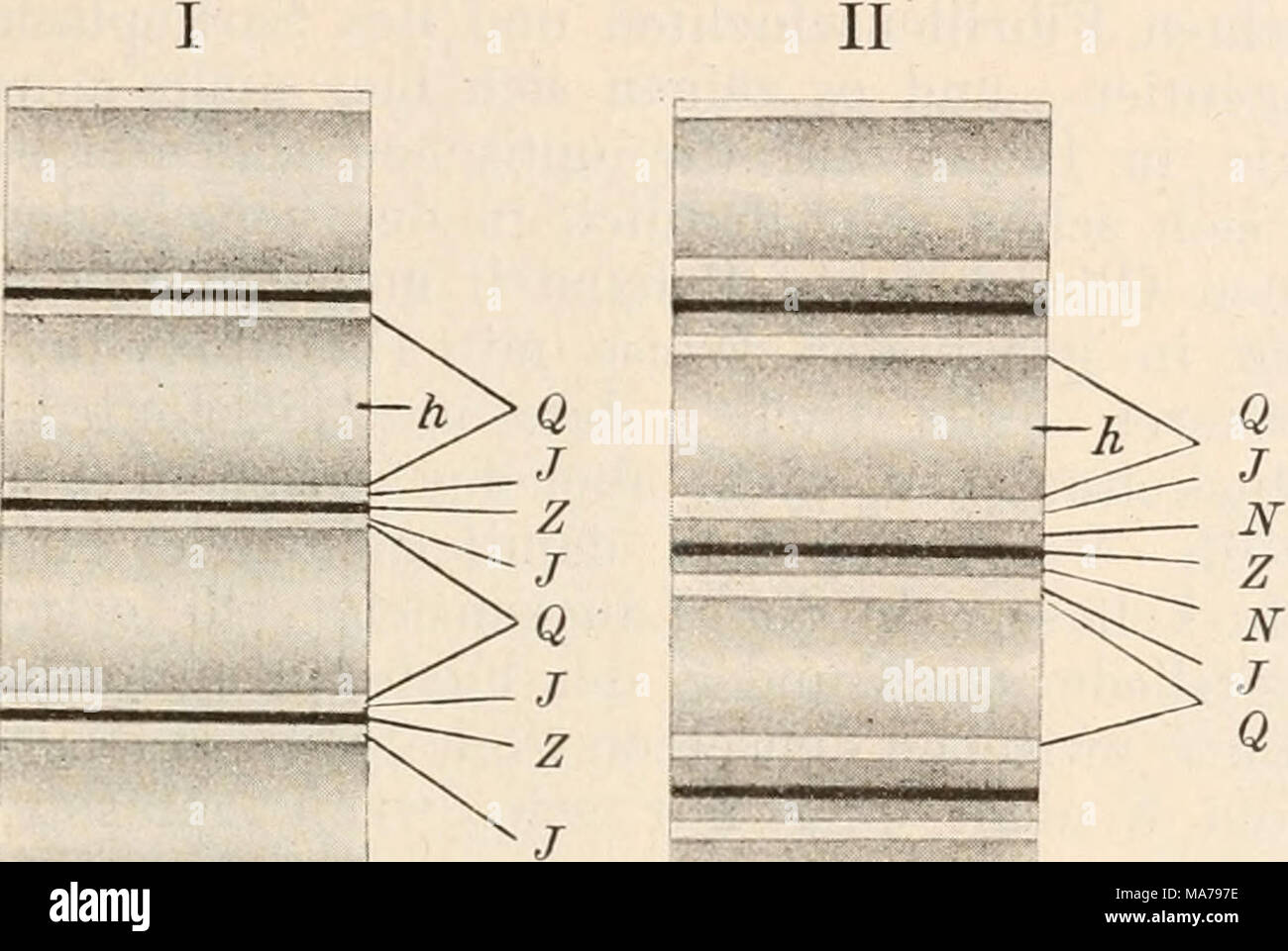 . Elektrophysiologie . III Fig. 27. Schematische Querstreifung Käfermuskeln Darstellung der bei. (Nach Rollett.) wurde ; Krause beschrieb diesen 160 Kellnertasche als "Querlinie" et "Grundmembran erwähnenden" senneur noch zu "Muskelkästchen". Zwischen (Z) und die beiden, im Falle einfachsten (Fig. 27, I) nur durch diese Schicht getrennten hellen Segmente (J) nun sich schieben bisweilen Ein, zwei dunkle Schichten, welche in Ihrem Vorkommen sehr inconstante, von Rollett mit dem Buchstaben (N) ist werden und Engel Mann's "Nebenscheiben" entsprechen (schéma II, fig. 27). Endlich ka Banque D'Images