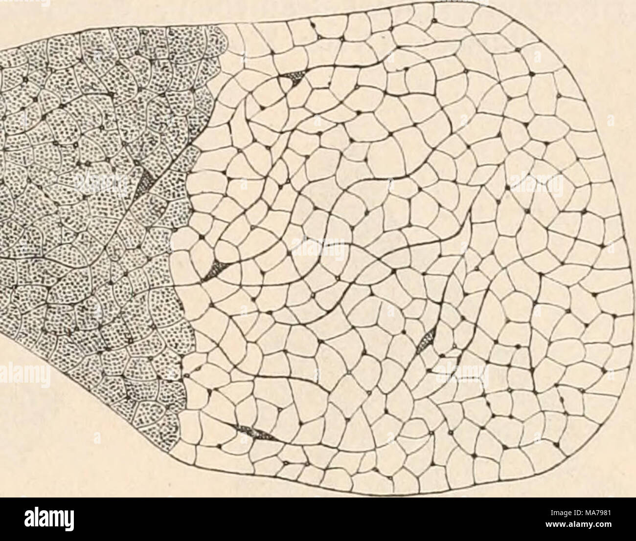 . Elektrophysiologie . Fig. 18. Un Querschnitt durch eine (Fibrillenbündel Muskelfaser vom Kaninchen dunkel, Sarkoplasma l'enfer). (Nach Kölliker.) - Muskelfaser b Querschnitt durch eine vom Frosch ; liens Querschnitte Fibrillen sind der eingezeichnet. (Nach Schiefferdecker.) Sarkoplasma. Die ersteren erscheinen der Folge dans Sarkoplasma gewöhnlich im reichlich eingebetteten "insterstitieilen mikroskopischer Körnchen" bei der Betrachtung Regel ziemlich trübe, mit un- deutlicher- quer, dagegen sehr ausgeprägter Längsstreifung. Plasmaarmen Demgegenüber die erscheinen Fasern heller durch- s Banque D'Images