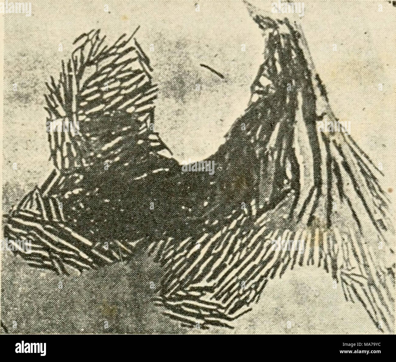 . Le microscope électronique, son développement, le rendement actuel et les possibilités futures . Fig. 32. Virus de la mosaïque du tabac. Agrandissement X 21 000, il est pratiquement certain que ce filament a été formé par extrusion au cours du processus de développement. L'extrusion commence à partir d'un spot de la grain du bromure d'argent lorsque l'image latente, â ¢ . r*^^ 3f-KIT'- Â"â -* !,Â T^^ -, * â ¢ â¦* Fig. 33. Photographies des grains. Agrandissement X 125 000 (par courtoisie de l'Eastman Kodak Research Lab.) formé par quelques centaines d'ions d'argent a été produit par l'exposition. Ce spot est déterminée par une minute je soufre de speck Banque D'Images