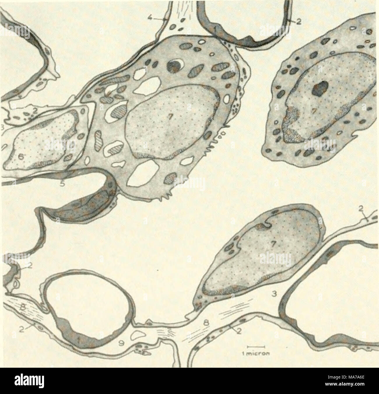 . La microscopie électronique ; actes de la Conférence de Stockholm, septembre 1956 . Fig. L Semi-représentation schématique de la structure générale de l'alvéole pulmonaire. 1, 2, de l'endothélium capillaire ; couche cytoplasmique : . ?, espace du septum : 4, vitreux membrane de sous-sol ; 5, 6 : jonction ceil endothéliales, cellules intraseptal ; 7, cellules alvéolaires (grands, petits et gratuitement) ; 8 ; 9, de fibrilles de collagène, fibres élastiques. D'autre part, la preuve est présentée sur le changements pathologiques de ces éléments sous l'action d'un processus d'irritation. Narcotised avec des rats ont été injecté Nembutal- tracheally avec Pal Banque D'Images