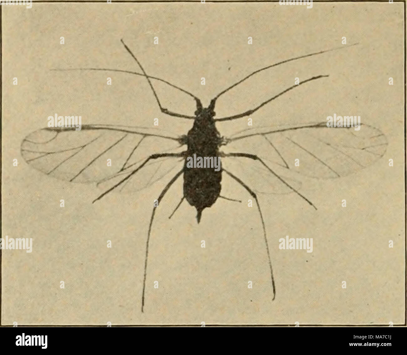 . Entomologie élémentaire . Fig. 140. Un pois à ailes, l'Aphis illustrant les uni- forme translucide, texture et membraneux vena- tion des ailes des homoptères. (Beaucoup plus large) et l'épaississement de la moitié basale membraneux qui se chevauchent et conseils, alors que l'arrière-ailes sont membraneuses tout, de sorte que les ailes sont à la différence de {hcicros), et le bec provient de l'avant de la tête. Dans l'autre sous-ordre, les homoptères, les ailes membraneuses sont tout au long de la pente et sur les côtés du corps comme un toit, les deux paires d'ailes étant semblable {hornoios), et le bec provient de l'arrière de la tête. Un Banque D'Images