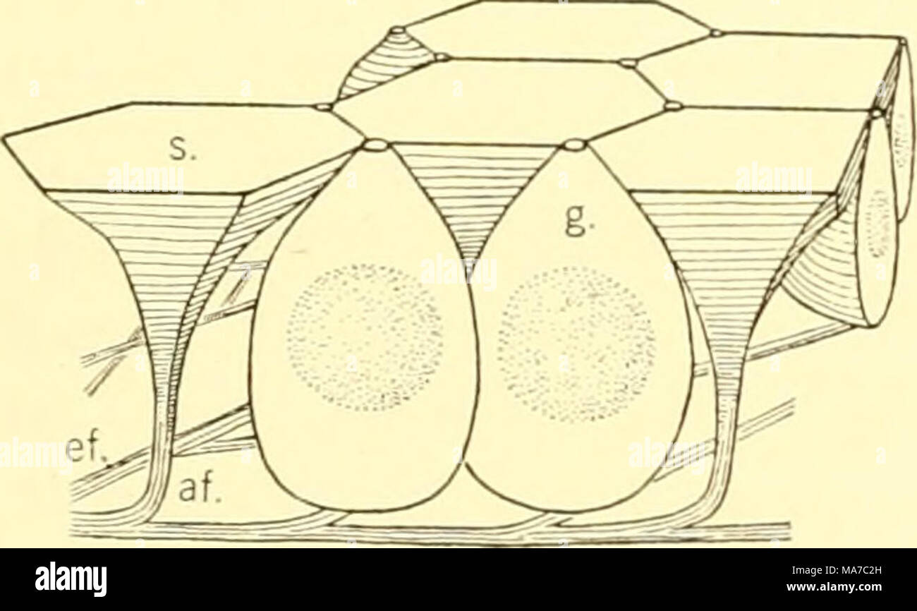 . Les elasmobranches . Fig. 249. Eeceptor et cellules cellules